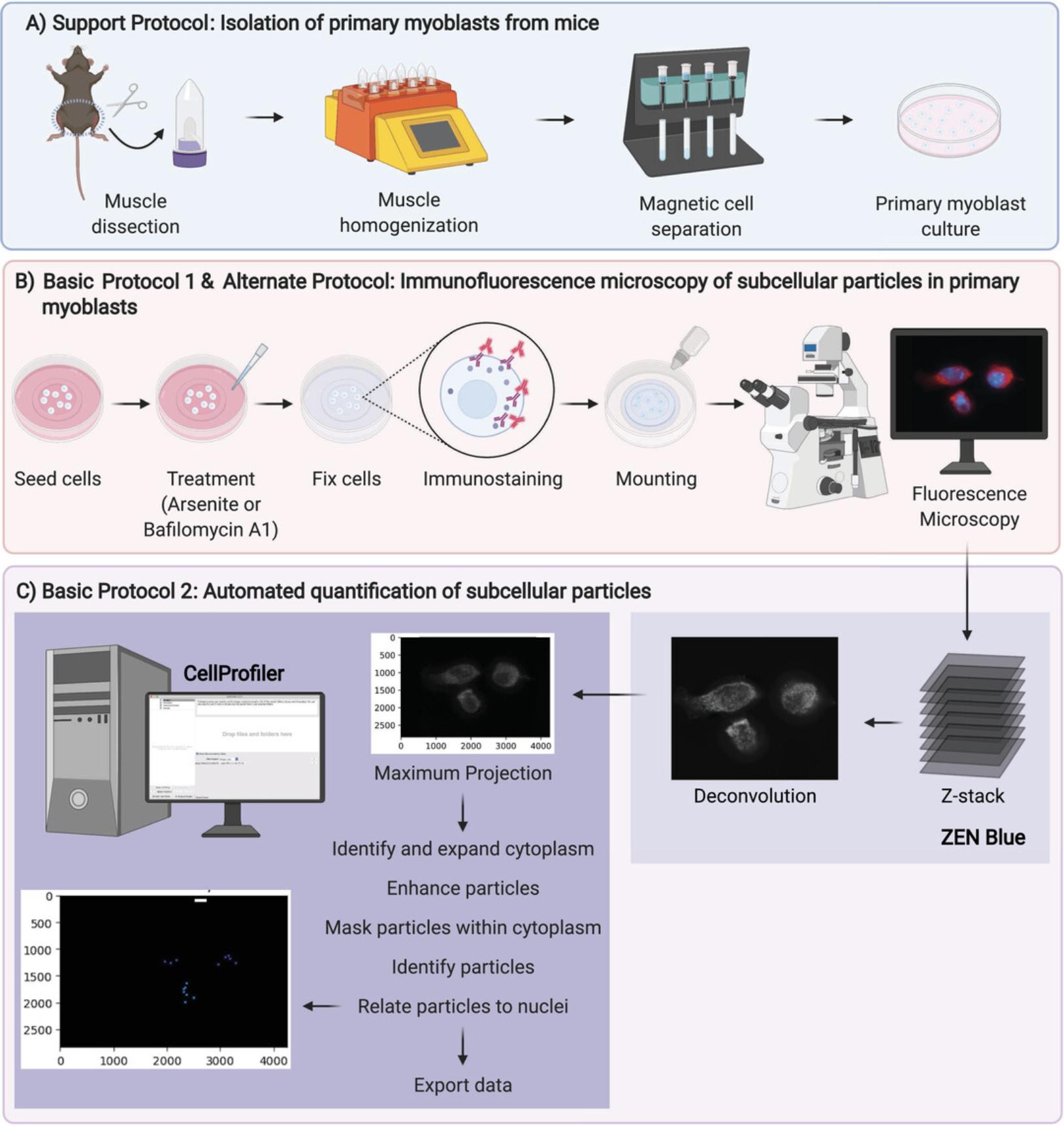 Details are in the caption following the image Workflow schematic of protocols. (A) Support Protocol: Isolation of primary myoblasts from mice. In brief, primary myoblasts are isolated from the hind limb muscles of mice by magnetic cell separation. (B) Basic Protocol 1 and Alternate Protocol: Immunofluorescence microscopy of subcellular particles in primary myoblasts. Subcellular particles within cells are visualized by immunostaining and fluorescence microscopy. Z-stack images are captured with a camera fitted to a fluorescent microscope. (C) Basic Protocol 2: Automated quantification of subcellular particles. Z-stack images are deconvolved using ZEN Blue software. A maximum intensity projection image is generated from Z-stack slices using CellProfiler. Maximum intensity projection images are fed through the defined CellProfiler pipeline. A zoomed-in region of a representative fluorescent image is shown to demonstrate image processing throughout the protocol.