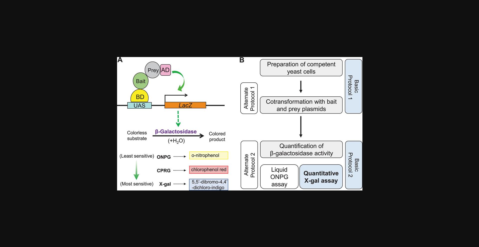 Details are in the caption following the image Yeast hybrid systems and the quantitative X-gal assay. (A) A general overview of yeast hybrid approaches to characterize the interaction between biomolecules of interest. In this example, for yeast two-hybrid, bait and prey proteins are fused to the DNA-Binding Domain (BD) and the transcriptional Activation Domain (AD), respectively, of the modular yeast transcription factor Gal4. The Gal4 BD binds to upstream activating sequences (UAS), and its AD can activate transcription. The interaction between bait and prey brings the chimeric BD and AD domains into proximity, reconstituting the function of the transcription factor, which can then activate the expression of a reporter gene (e.g., LacZ) placed downstream of UAS. The β-galactosidase enzyme encoded by LacZ can cleave a variety of substrates, producing colored compounds. Widely used substrates of β-galactosidase (ONPG, CPRG, and X-gal) are shown. Hydrolysis of ONPG produces o-nitrophenol, a yellow-colored compound. Similarly, the action of β-galactosidase on CPRG and X-gal produces red- and blue-colored end products, respectively. (B) A simplified flowchart of the workflow described in this article.