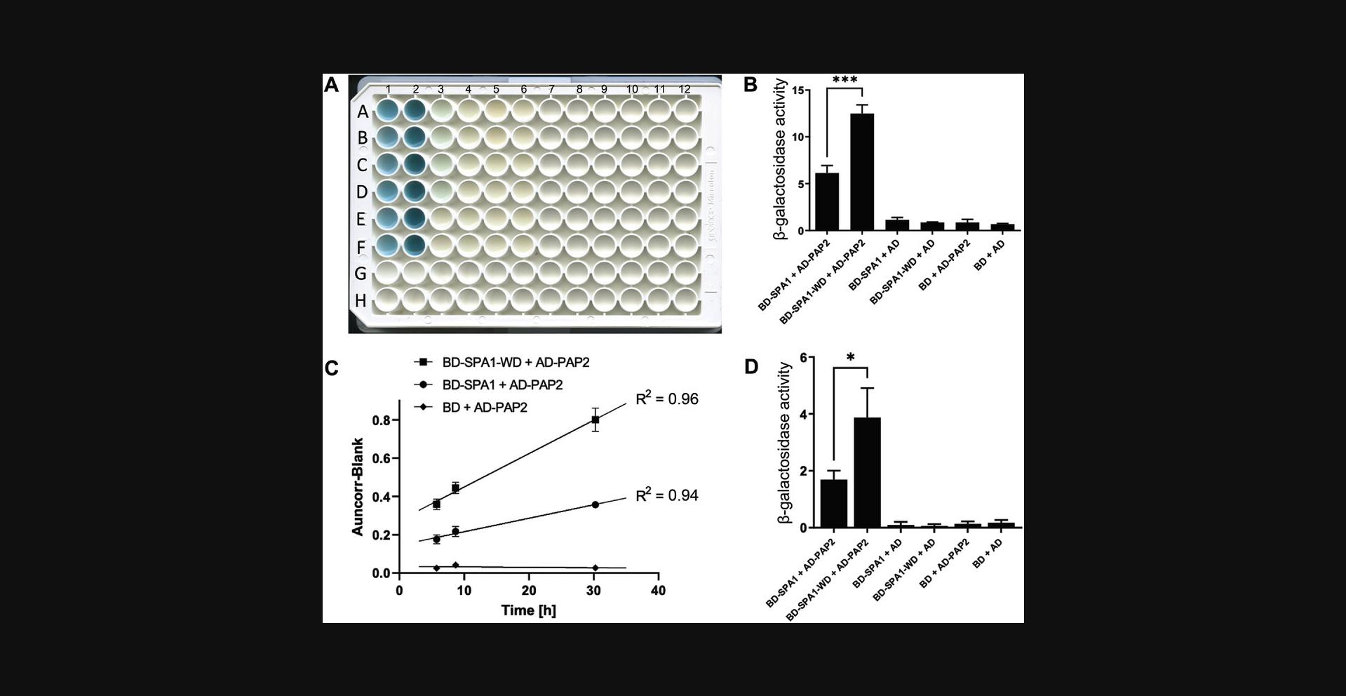 Details are in the caption following the image LacZ assays using the quantitative X-gal method, showing the interaction between SPA1 and PAP2 fragments in yeast. (A) Image of a 96-well plate showing a typical result of the quantitative X-gal assay. In row 1, wells A1 to F1 contain the replicates (3 biological, with 2 technical replicates each) of BD-SPA1+AD-PAP2. Likewise, A2 to F2, A3 to F3, A4 to F4, A5 to F5, and A6 to F6 contain BD-SPA1-WD+AD-PAP2, BD-SPA1+AD, BD-SPA1-WD+AD, BD+AD-PAP2, and BD+AD, respectively. Wells G1 and G2 contain negative controls without yeast cells (for the samples in each column, see Table 1). The rest of the wells are empty. The engravings on the plate have been artificially darkened, for clarity. (B) The bar graph represents mean value from three biological and two technical replicates obtained after the quantification and analysis of the image shown in A, via the quantitative X-gal assay as described in Basic Protocol 2. Error bars indicate SD. The asterisks (***) indicate a significant difference between the interaction strength of SPA1 + PAP2 and SPA1-WD + PAP2 (Student t-Test; p < 0.001). For the raw data, see Table 2. (C) Linear regression of the color development over time for BD-SPA1-WD+AD-PAP2, BD-SPA1+AD-PAP2 and one of the negative controls BD+AD-PAP2 is shown. Three scans were taken at 5.75 hr, 8.67 hr, and 30.25 hr after the start of the X-gal assay. The intensity of the blue color was analyzed using the ImageJ plugin and corrected by subtracting the blank value. Time in hours was plotted on the X-axis, and the “Auncorr” value is shown on the Y-axis. The plot shows the mean value from three biological and two technical replicates obtained after the quantification and analysis of the images. Error bars indicate SD. Simple linear regression was performed using GraphPad Prism 9.2.0 (GraphPad Software, San Diego, California). The square of the correlation coefficient (R<sup>2</sup>) shows the goodness of the fit. (D) Results of the ONPG Assay (Alternate Protocol 2) performed with yeast cells from the same transformation plate as for the quantitative X-gal assay. The bar graph represents the mean value from three biological and two technical replicates from ONPG assay, as described in Alternate Protocol 2. Error bars indicate SD. The asterisk (*) indicates a significant difference between the interaction strength of SPA1 + PAP2 and SPA1-WD + PAP2 (Student t-Test; p < 0.1).