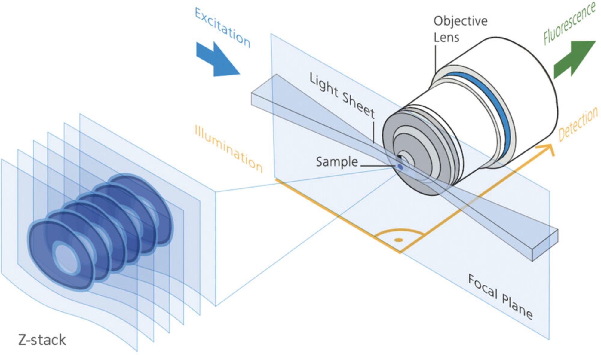 Details are in the caption following the image Architecture of the lightsheet microscope. In widefield and confocal microscopy, the specimen is illuminated colinear by the detection objective. This results in increased photodamage. Both confocal and multiphoton microscopes rely on point illumination with point detection, building up the image one pixel at a time. Parallel illumination with point detection improves acquisition speed, such as in the spinning-disc confocal microscope, but parallelization in this configuration also increases photodamage. The lightsheet microscope also creates optical sections as does the confocal microscope but with an objective forming a sheet of light set orthogonally side-on to a separate objective used for creating the image. Not only is the field of view imaged at once, as in widefield microscopy, rather than building the image pixel by pixel, but also parallelization in the direction of illumination ensures minimal photodamage. The sample is passed through the lightsheet at each z-plane. It is also possible to rotate the sample in the lightsheet; this is generally done with thick samples to avoid unevenly illuminated datasets and striping artifacts. From Zeiss, adapted from Huisken and Stainier (2009) with permission.