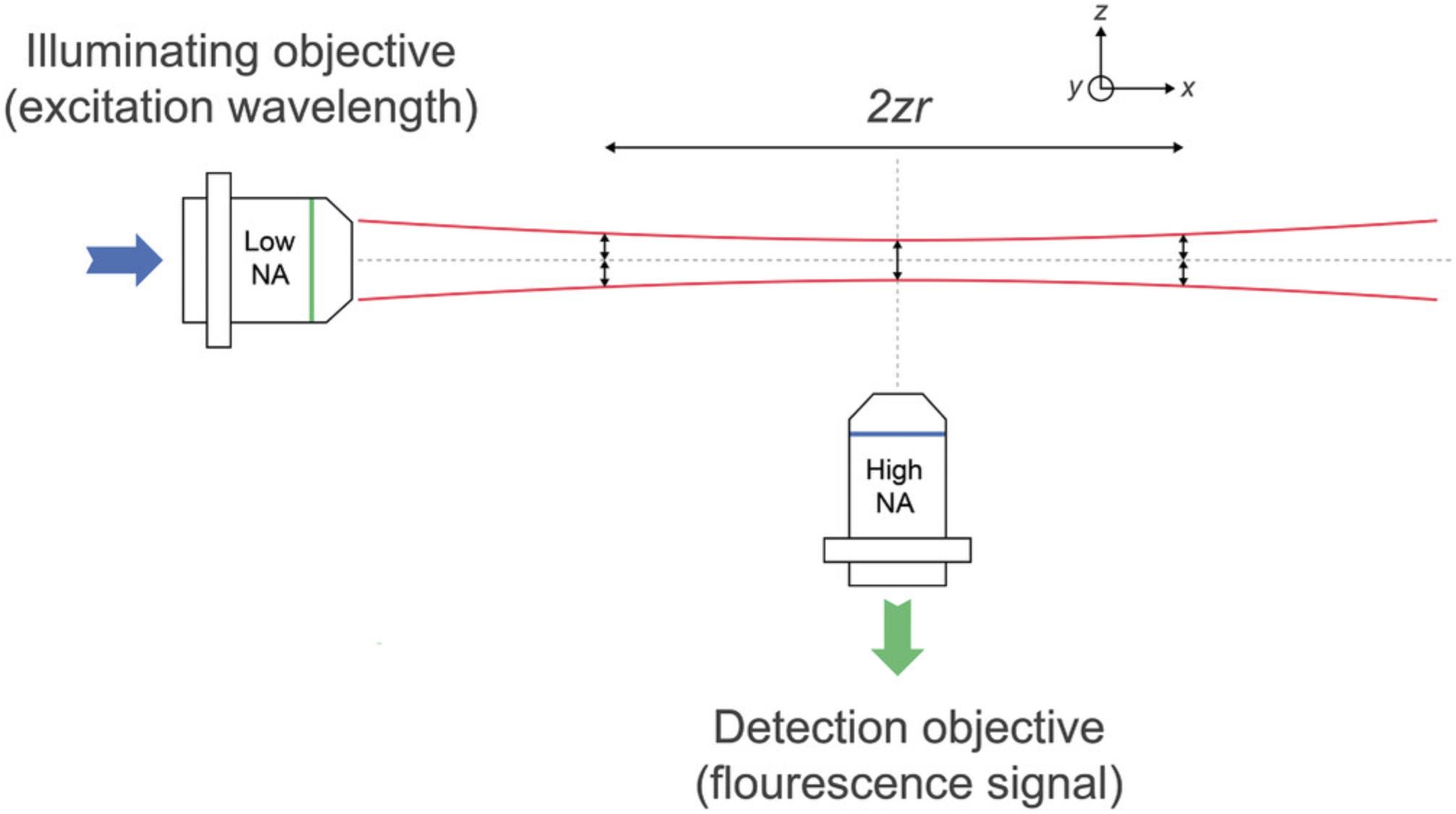 Details are in the caption following the image Characteristics of the Gaussian lightsheet. Lateral resolving power is determined by the detection objective only, whereas axial resolving power is determined by both the thickness of the lightsheet and the detection objective. The profile of the Gaussian lightsheet imposes a restriction on axial resolution and the field of view, as the lightsheet is at its thinnest at the focal point, i.e., the beam waist at the center of the lightsheet. The Rayleigh length, ZR, is the distance along the propagation direction of the Gaussian lightsheet from the waist to where the area of the cross section is doubled. The distance where the thickness remains reasonably constant is called the “confocal parameter,” which is twice the Rayleigh length. Beam waist and architecture – own figure.