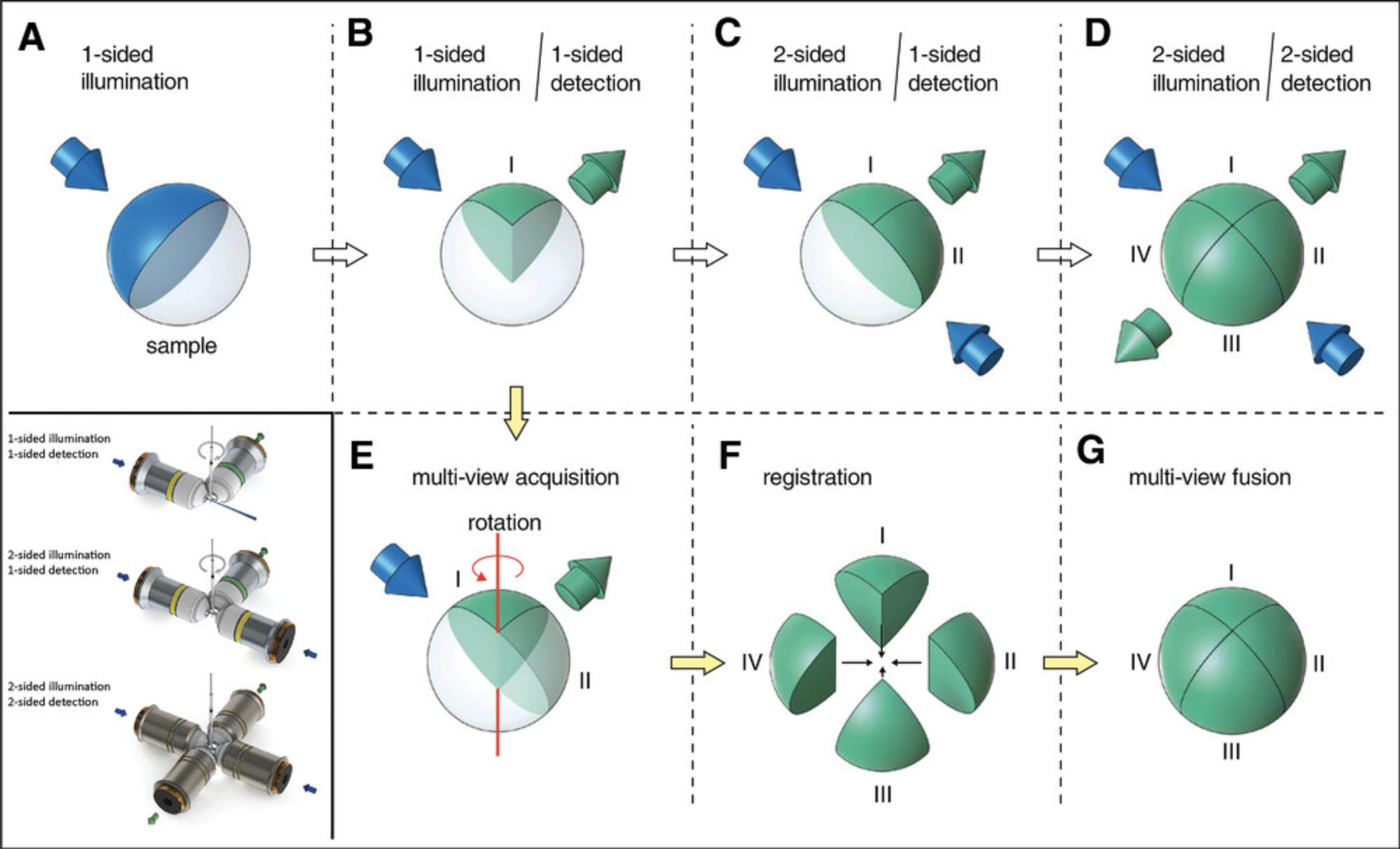 Details are in the caption following the image Lightsheet imaging configurations. Light will always become attenuated (A) the further it travels through a sample. Obstacles in the path of the lightsheet can disturb its quality by scattering and/or absorption. With a single detection objective, (B) the emitted signal can only be acquired on one side. A second illumination objective (C) allows a second quadrant to be imaged, whereas adding a second detection objective (D) allows the final two quadrants to be imaged. The sample can also be rotated (E), registered to sub-pixel accuracy (F), and fused (G) to generate a 3D dataset. Lightsheet configurations – from Sanderson (2019), adapted from Weber and Huisken (2011).