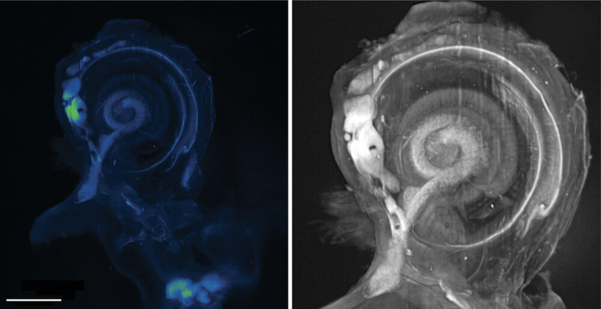 Details are in the caption following the image Datasets of mouse cochlea. Autofluorescent image of 4 week wild-type (WT) mouse cochlea. Autofluorescent image of 4-week WT mouse cochlea. Dehydrated in thiocarbohydrazide and cleared in benzoic acid-benzyl benzoate (BABB). Scale bar = 1 mm. The accompanying video of this 3D dataset is in the online supplemental material. 2D images of autofluorescent 4-week WT cochlea – own figure.