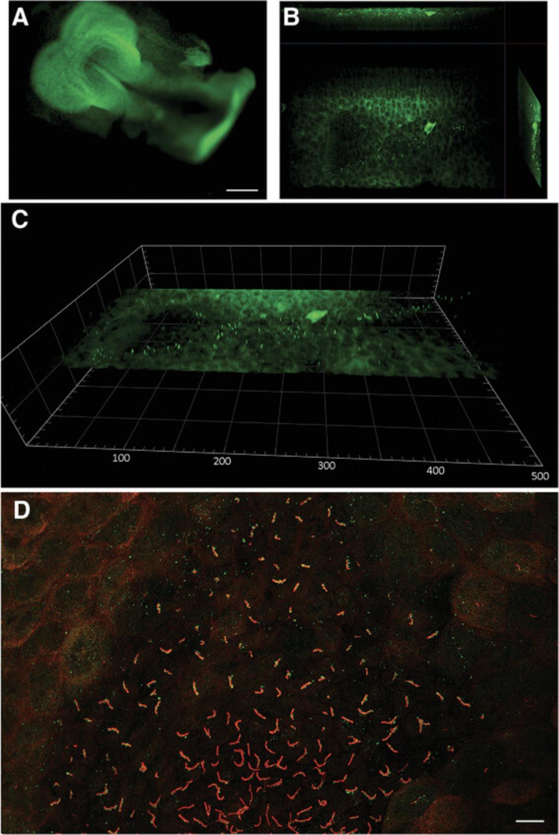 Details are in the caption following the image Datasets of mouse cilia. Panel (A) acquired with the Gaussian lightsheet on the Axio-zoom v 16 macroscope (Fig. 4) of a B6J 8-d.p.c heterozygous embryo with endogenous PKD2-mNeonGreen at the five somite stage. Imaged with a plan-Neofluar semiapochromat 2.3×/NA 0.57. Scale bar = 200 μm. The resolving power is insufficient to distinguish individual cilia within the node (bottom right of the specimen), so another embryo (8 d.p.c, zero somite stage) was mounted on a 170-mm-thick coverslip and imaged with the Zeiss lattice Lightsheet 7 microscope. Panel (B) orthogonal view using the Lightsheet 7. Panel (C) 3D view showing individual cells and cilia. Dimensions in μm. The detection objective on the Zeiss Lightsheet 7 is a 28×/NA 1.0 plan-apochromat; the illumination objective is a 10×/NA 0.3 plan-apochromat; the resolving power is circa 330 mm at a 488 nm illumination wavelength. Panel (D) comparison image collected with the Zeiss Airyscan pixel-reassignment technology (Alexa 488: PKD2; Alexa 594: ARL 13B) with a plan-apochromat 40×/NA 1.3 objective. Scale bar = 5 μm. 2D and 3D images of mouse embryo node cilia – own figure.