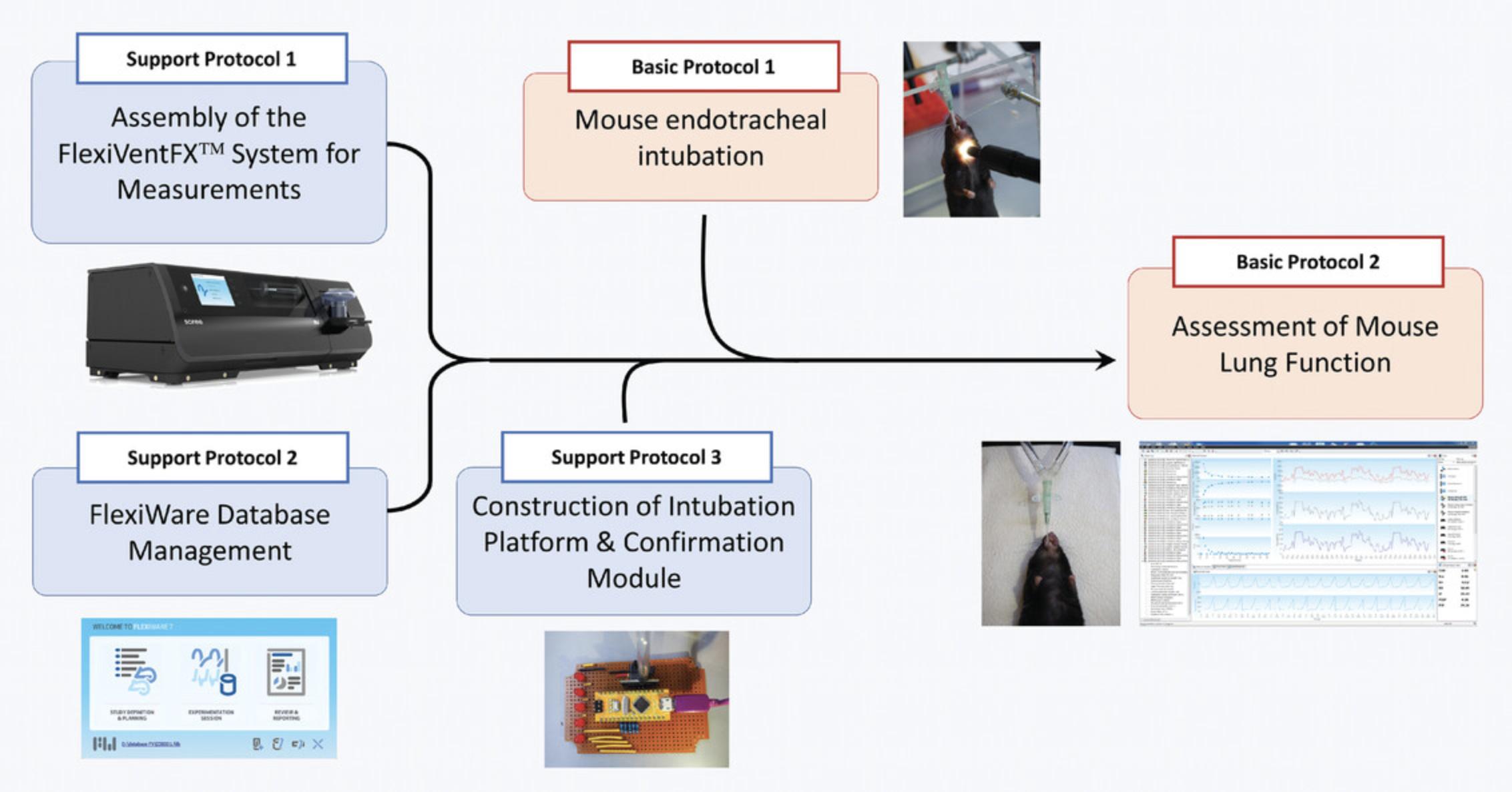 Details are in the caption following the image Protocol workflow.
