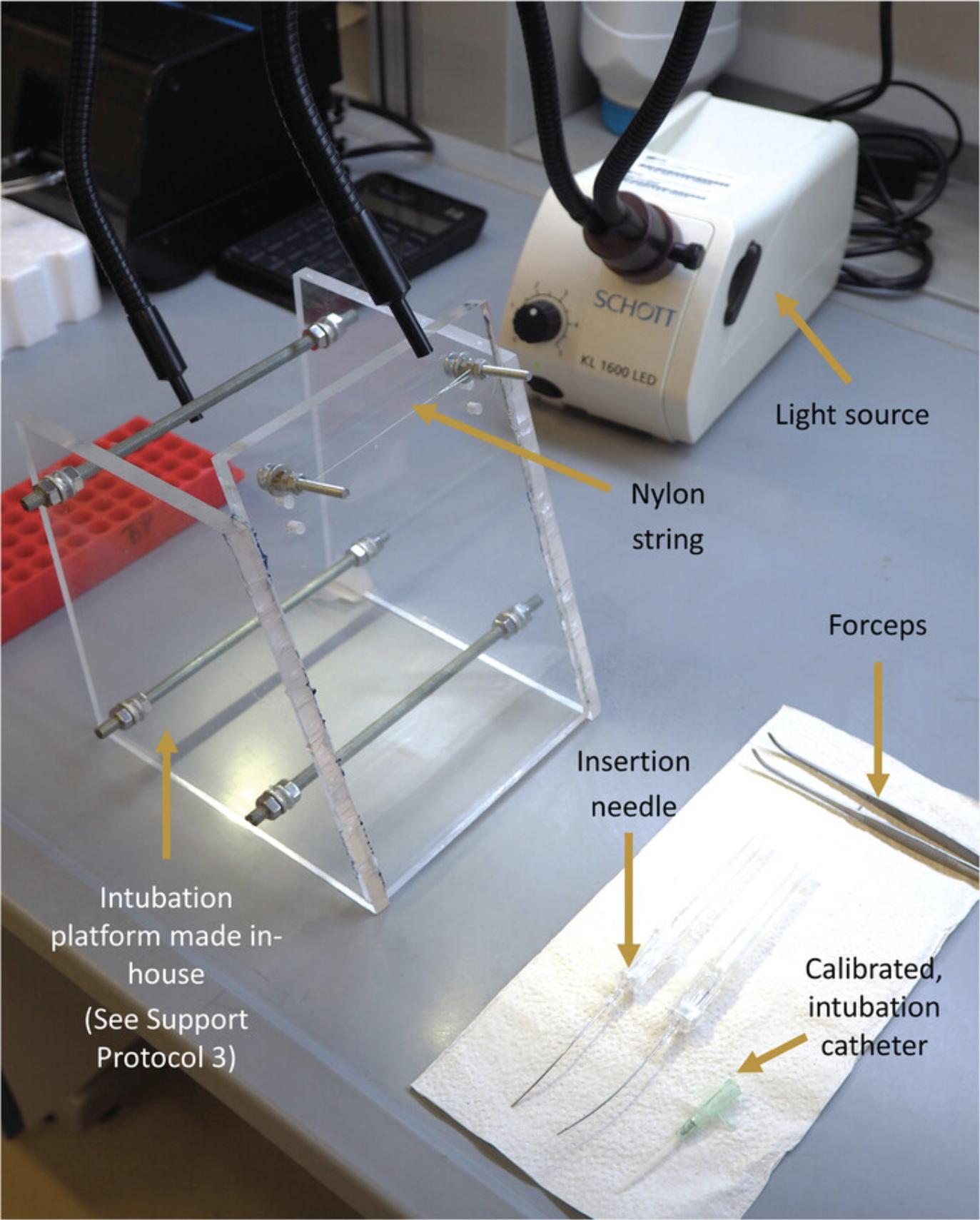 Details are in the caption following the image The complete setup for mouse intubation.