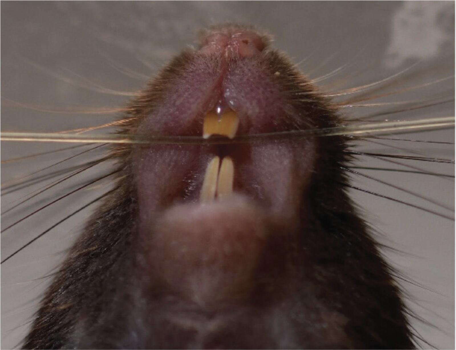 Details are in the caption following the image Secured, anesthetized mouse on the intubation platform.