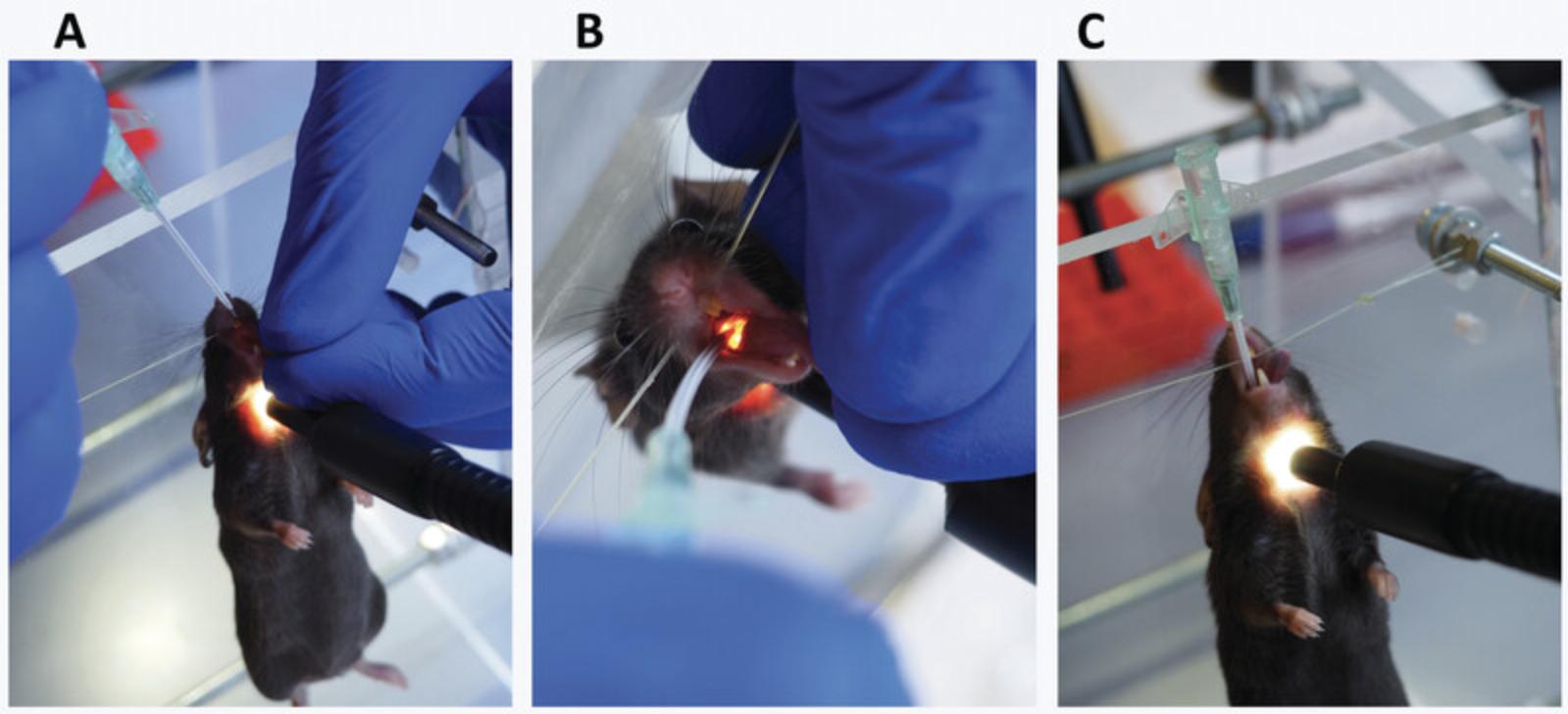 Details are in the caption following the image Intubation showing proper handling of the mouse (A), insertion of the catheter in the trachea illuminated as a bright spot (B), and the mouse after the procedure with the optimal placement of the catheter (C).