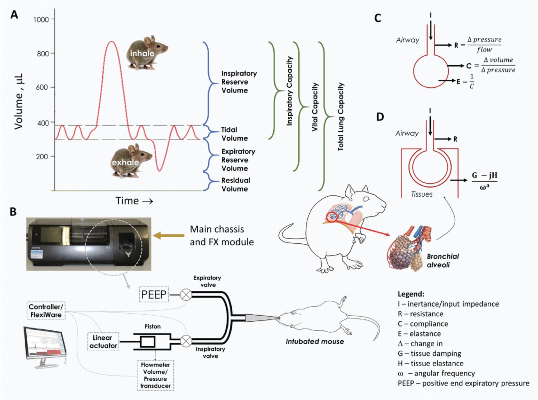 Details are in the caption following the image Respiratory lung volumes and capacities (A). Diagram of the forced oscillation technique (FOT) of the FlexiVentFX™ system (B). Simplified representations of the two models that are used to test lung function in this protocol: (C) single-compartment model and (D) constant-phase model.