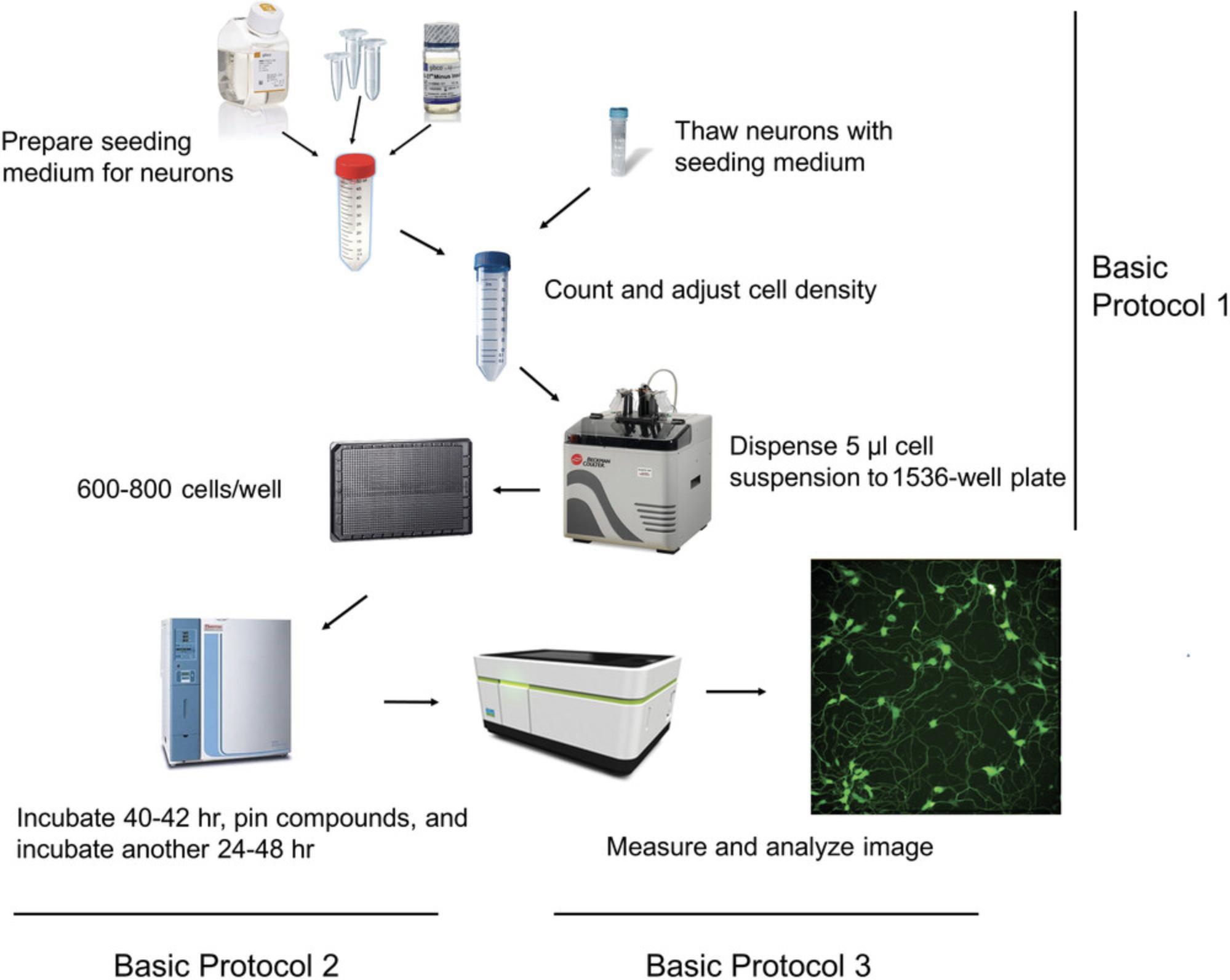 Details are in the caption following the image Overview of high-throughput, high-content imaging neurite outgrowth assay. Basic Protocol 1 outlines the steps for thawing and seeding iPSC-derived neurons. Basic Protocol 2 describes the treatment of neurons with test and control compounds. Basic Protocol 3 describes measurement and analysis of neurite outgrowth.