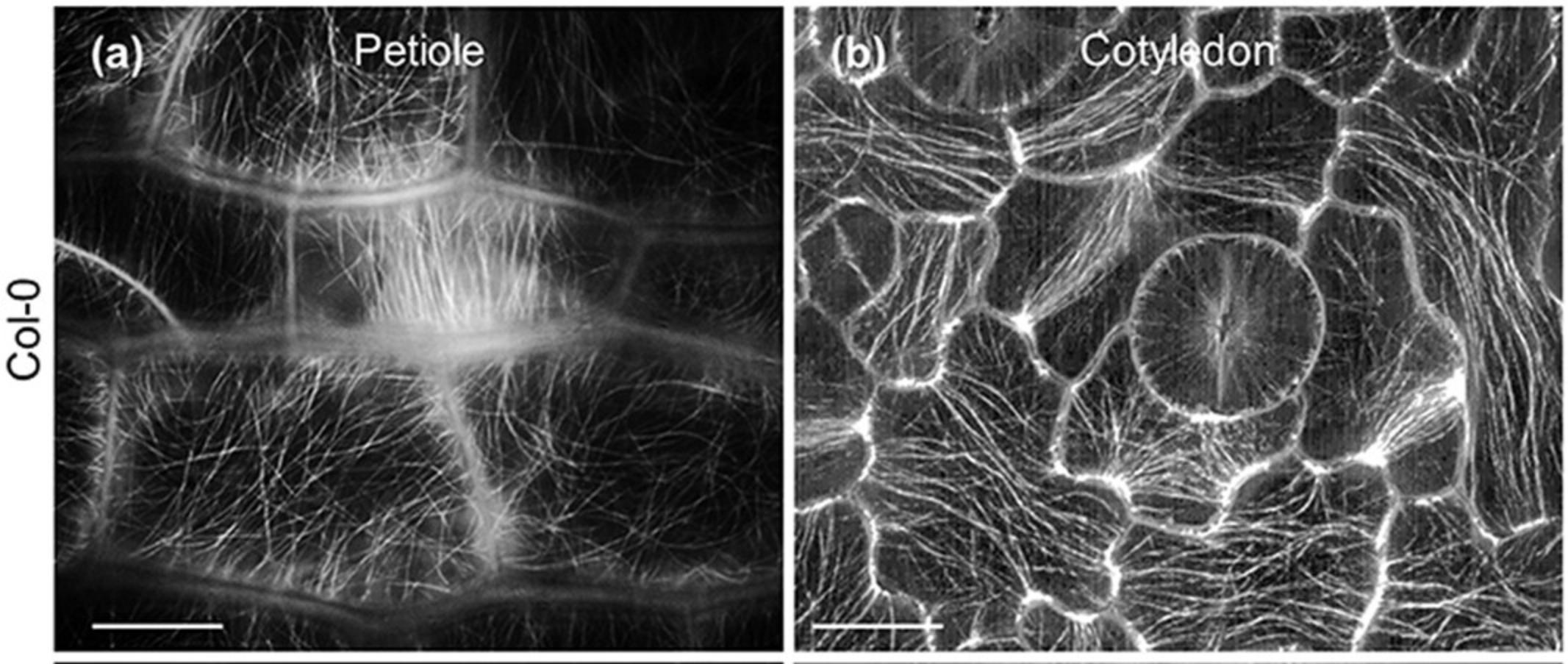 Details are in the caption following the image GFP-TUBULIN A6–labeled Microtubules in A. thaliana petiole. (A) or cotyledon (B) cells imaged with SIM. Scale bar = 10 µm. Figure from (Komis et al., 2017). CC by license.