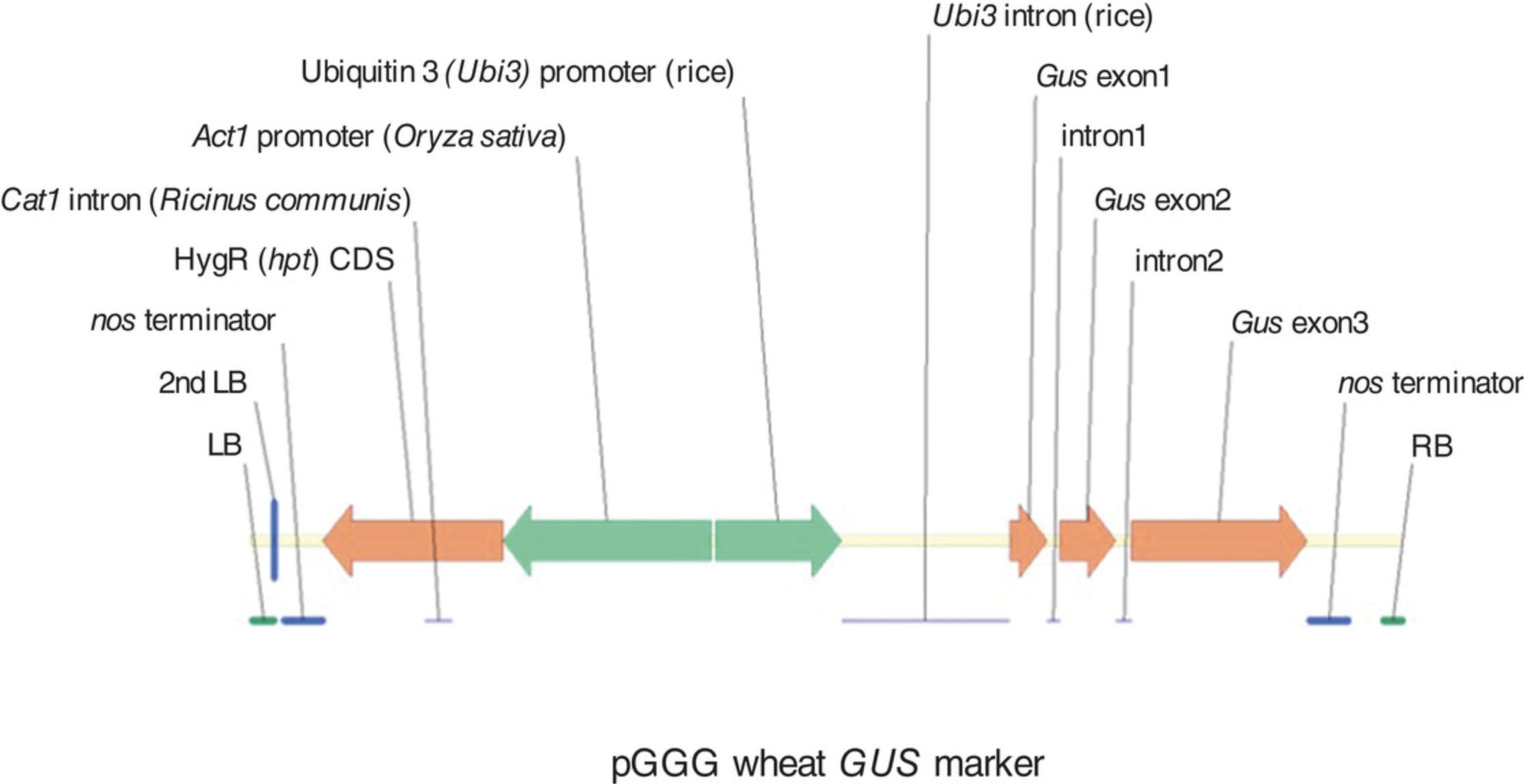 Details are in the caption following the image The marker gene construct pGoldenGreenGate (pGGG), a GoldenGate (MoClo) level 2 vector based on pGreen II, including the rice Actin1 (Act1) promoter driving the hygromycin (hpt) selection gene containing the CAT1 intron and the rice ubiquitin 3 (Ubi3) promoter driving the β-glucuronidase (GUS) marker gene containing two introns. Reproduced with permission from Figure 2 of Hayta et al. (2019).