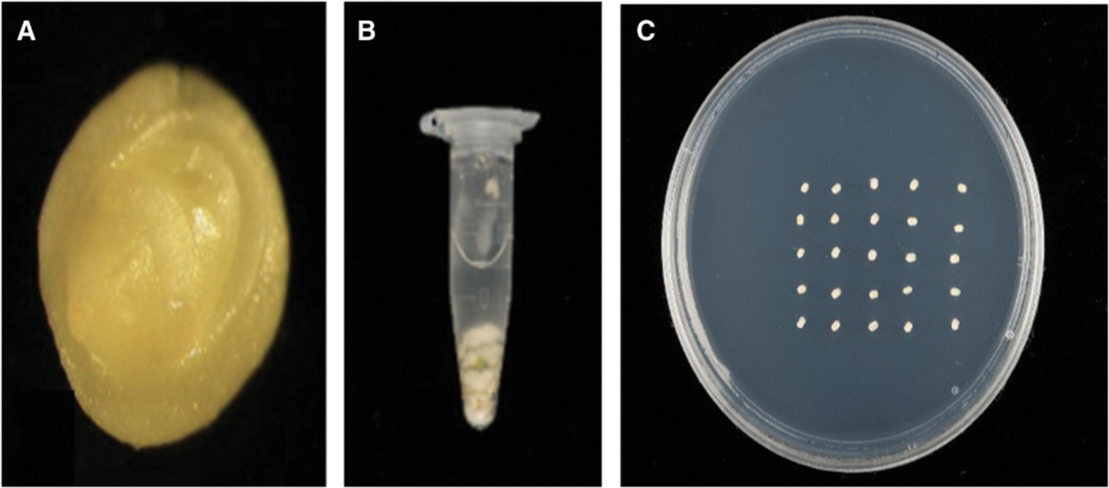 Details are in the caption following the image Isolation, inoculation, and co-cultivation of embryos. (A) Isolated embryo from immature grains. (B) Embryos in 1.7-ml microcentrifuge tube. (C) Inoculated embryos on co-cultivation medium. Figure is reproduced from Figure 1 of Hayta et al. (2019).