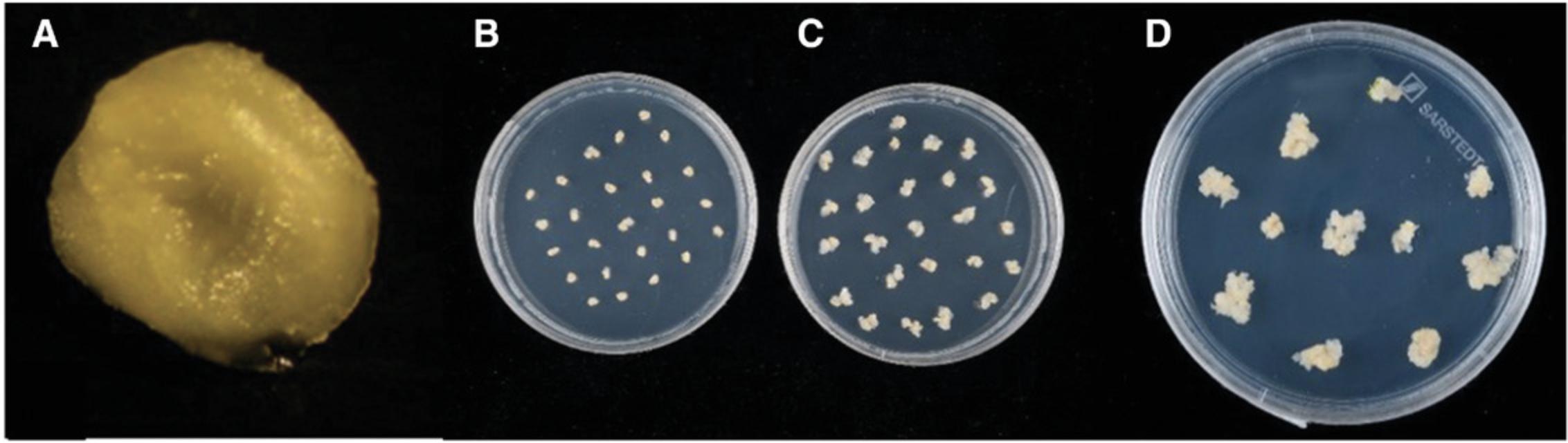 Details are in the caption following the image Callus induction and selection of transformants. (A) An embryo with the embryogenic axis removed. (B) Embryos on resting medium. (C) Selection 1. (D) Selection 2. A portion of this figure is reproduced from Figure 1 of Hayta et al. (2019).
