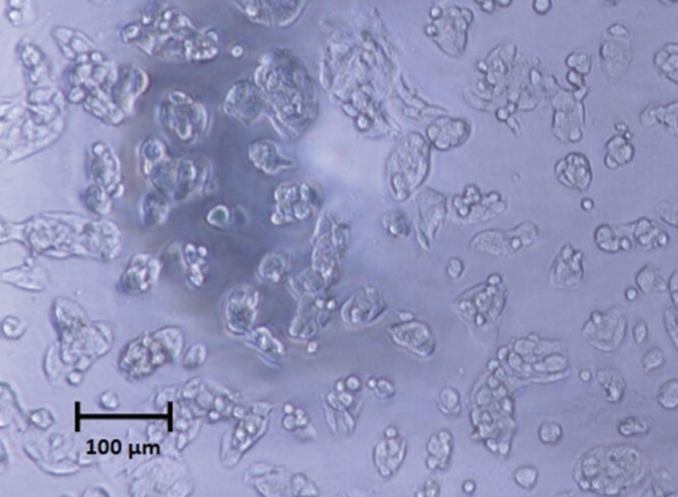 Details are in the caption following the image Morphology of healthy HepG2-hPXR-CYP3A4 cells. HepG2 cells were plated in assay medium at 2500 cells/well in a 1536-well plate and allowed to attach overnight. The microscope picture was taken at 10×.