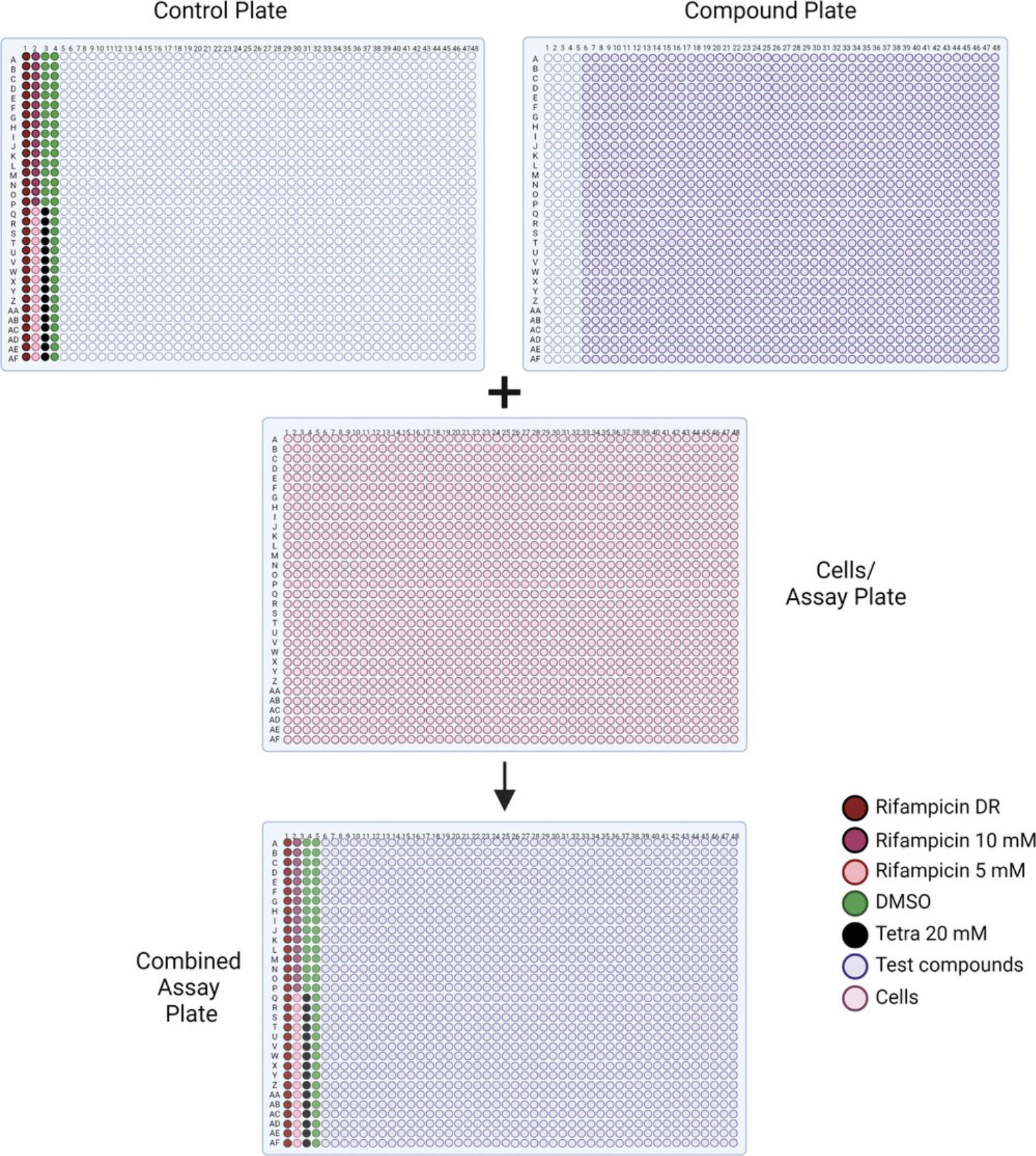 Details are in the caption following the image Flow chart for compound treatment. A pintool station combines 23 nl of liquid from the first four columns of the positive control plate (top left) and columns 5-48 (top right) of the compound plate and transfers it into the assay plate (middle), which already has attached cells inside, to generate a combined assay/compound plate (bottom). This image was created with BioRender (biorender.com).