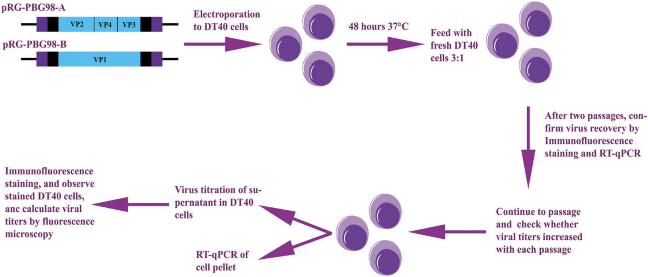 Details are in the caption following the image Overview of the chicken B-cell rescue system for IBDV. To rescue IBDV strains, electroporate reverse genetics plasmids for segments A and B into DT40 cells. Reverse genetics plasmids, in this example for the IBDV strain PBG98 (pRG-PBG98-A and pRG-PBG98-B), are constructed to contain an insert consisting of the self-cleaving hammerhead ribozyme (purple box) followed by the 5′ noncoding region (black box), the coding region of either segment A or B, the 3′ noncoding region (black box), and a self-cleaving hepatitis delta ribozyme (purple box), in an expression vector under the control of the CMV promoter. Then, plasmids pRG-PBG98-A and pRG-PBG98-B electroporated into DT40 cells and incubated for 48 hr at 37°C. Next, cells are passaged by the addition of fresh DT40 cells to the cultures in a 3:1 ratio and the cells are incubated for 72 hr at 37°C. After two such passages, an aliquot of the cell suspension is harvested, and virus rescue is confirmed through immunofluorescence staining of DT40 cells and RT-qPCR quantification of the cell pellet. Finally, the cells are passaged further and assessed to determine whether viral titers have increased with each passage by titrating the supernatant for viral titers and quantifying the cell pellet by RT-qPCR. The figure was created using templates from the Motifolio toolkit (Motifolio Inc., Ellicott City, MD, USA).