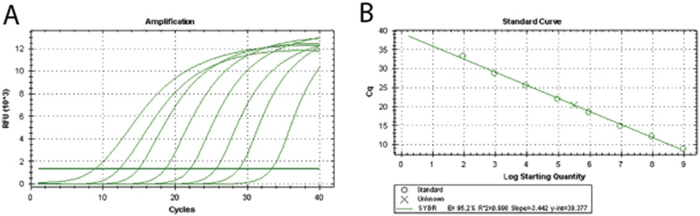 Details are in the caption following the image Amplification curve and a standard curve of RT-qPCR. (A) Amplification curve of ten-fold dilutions of linearized HEV cDNA templates. The cycle number of the reaction is shown on the x-axis, and the corresponding fluorescence intensity is shown on the y-axis. (B) Standard curve of the linearized HEV cDNA templates. The log values of template concentrations are indicated on the x-axis, and the corresponding cycle threshold (Ct) values are shown on the y-axis.