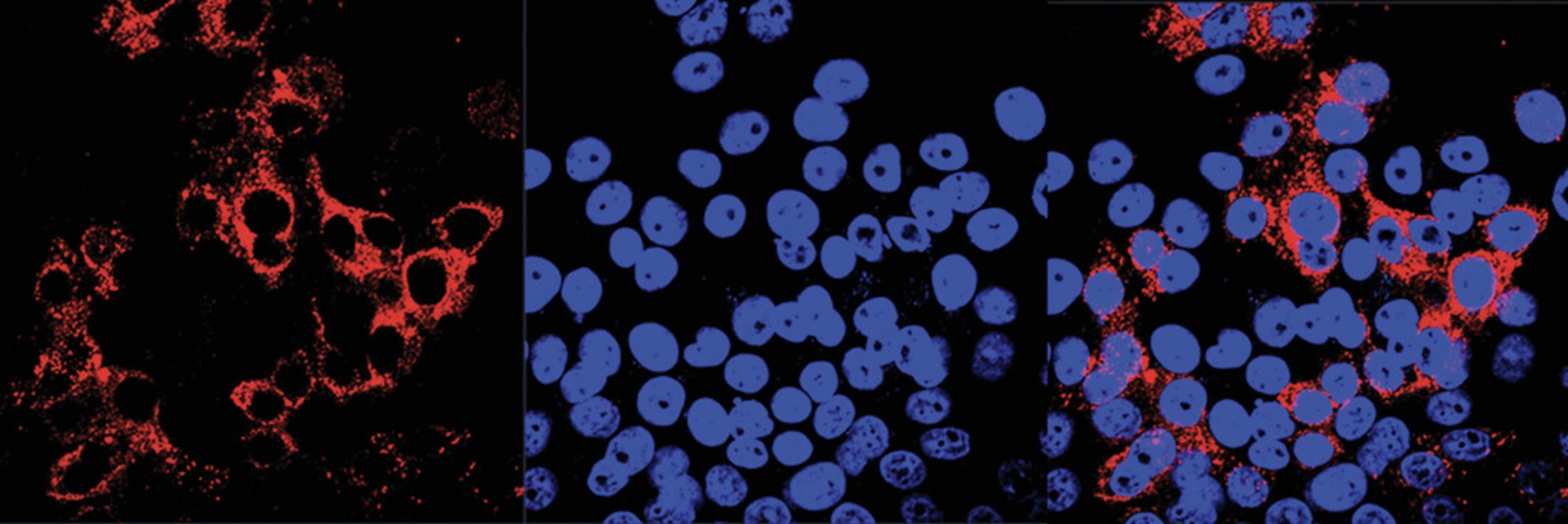 Details are in the caption following the image Indirect immunofluorescence assay of HepG2 cells infected with the HEV Kernow-C1 strain. Images were taken with a 63× objective lens. The left image shows the ORF2-specific cells as red fluorescence. The middle image is DAPI staining of nuclear DNA. The right image is an overlay of both the red and blue fluorescence.