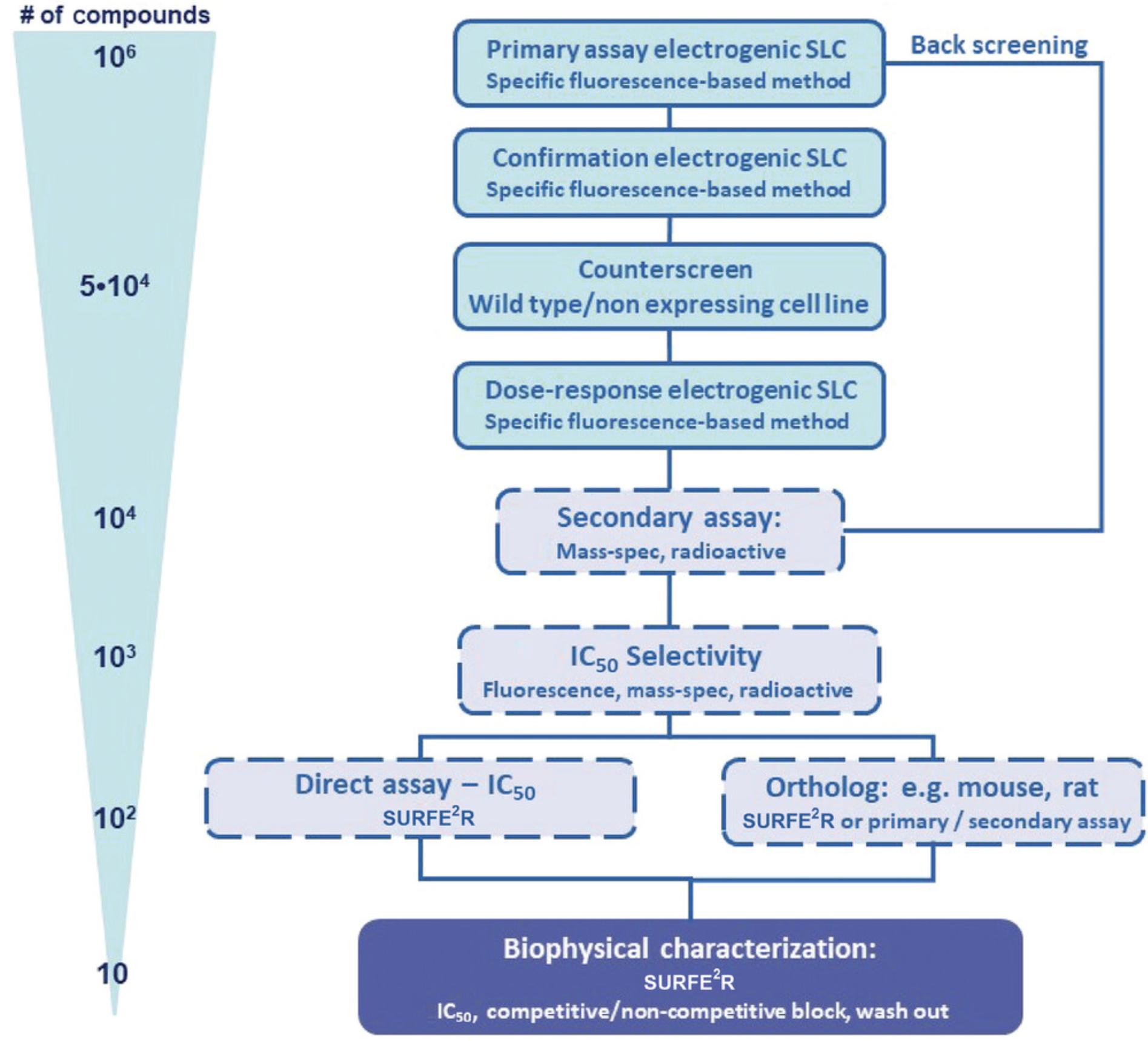Details are in the caption following the image Drug-discovery cycle for electrogenic solute carrier transporters (SLCs). The identification of a novel drug molecule targeting the SLC of interest usually involves high-throughput screening, wherein large libraries of chemicals are tested in a primary assay for their ability to modify the SLC. To identify SLC-selective compounds, primary hits are further validated in confirmation assays or counter-assays. SURFE²R assay can be used as a direct secondary assay read-out, whereas fluorescence, mass spectrometry, or radioactive indirect assays systems are usually used as primary or screening assays (Superti-Furga et al., 2020).