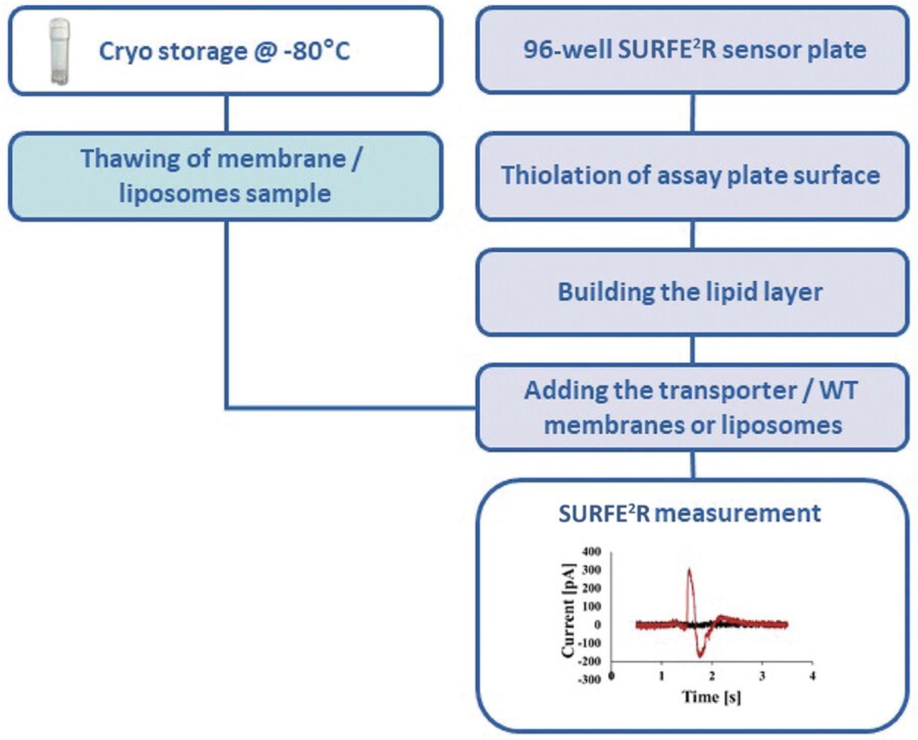 Details are in the caption following the image Steps for the assembly of a 96-well sensor plate for surface electrogenic event reader (SURFE²R) measurements.
