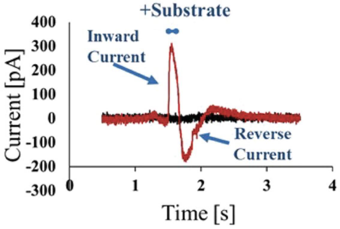 Details are in the caption following the image A schematic representation of a current trace recorded using a transporter of interest in the presence (red) or absence (black) of the corresponding substrate (adapted from Gerbeth-Kreul et al., 2021). The transporter is activated by a concentration jump of substrate which leads to an ion/substrate symport into the vesicles. Influx of ions charges the vesicles. At the same time, the sensor charges as well; this charging current is measured and contains information about the kinetics of the transporter.