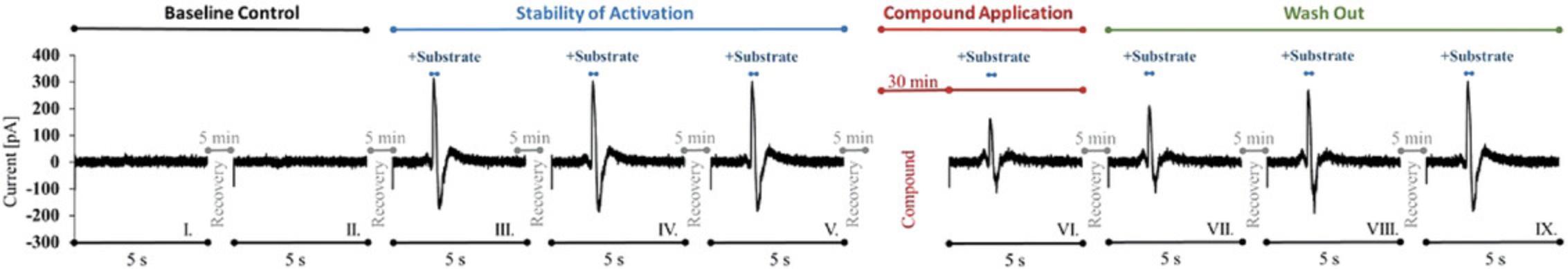Details are in the caption following the image Surface electrogenic event reader (SURFE²R) measurement procedure for the initial characterization of electrogenic solute carrier transporters (SLCs). First measurements are done in the absence of activation buffer with substrate as a baseline control using a sensor recovery time of 5 min. The stability of activation is monitored by doing several activations with substrate with a sensor recovery time of 5 min. Compounds are incubated for 30 min, and measurements are obtained in the presence of activation buffer containing the substrate. This is followed by a compound wash-out procedure in which several activations are done in the absence of compound.