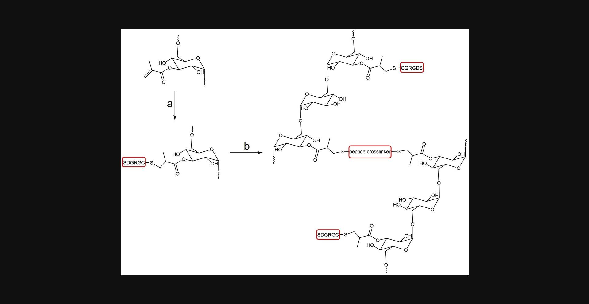 Details are in the caption following the image Preparation of DexMA hydrogels. Reagents and conditions: a, 250 mg/ml DexMA solution, 40 mM linear RGD solution, 1 M NaOH, 30 min, room temperature; b, 200 mg/ml peptide crosslinker solution, 1 M NaOH, 30 min, room temperature.