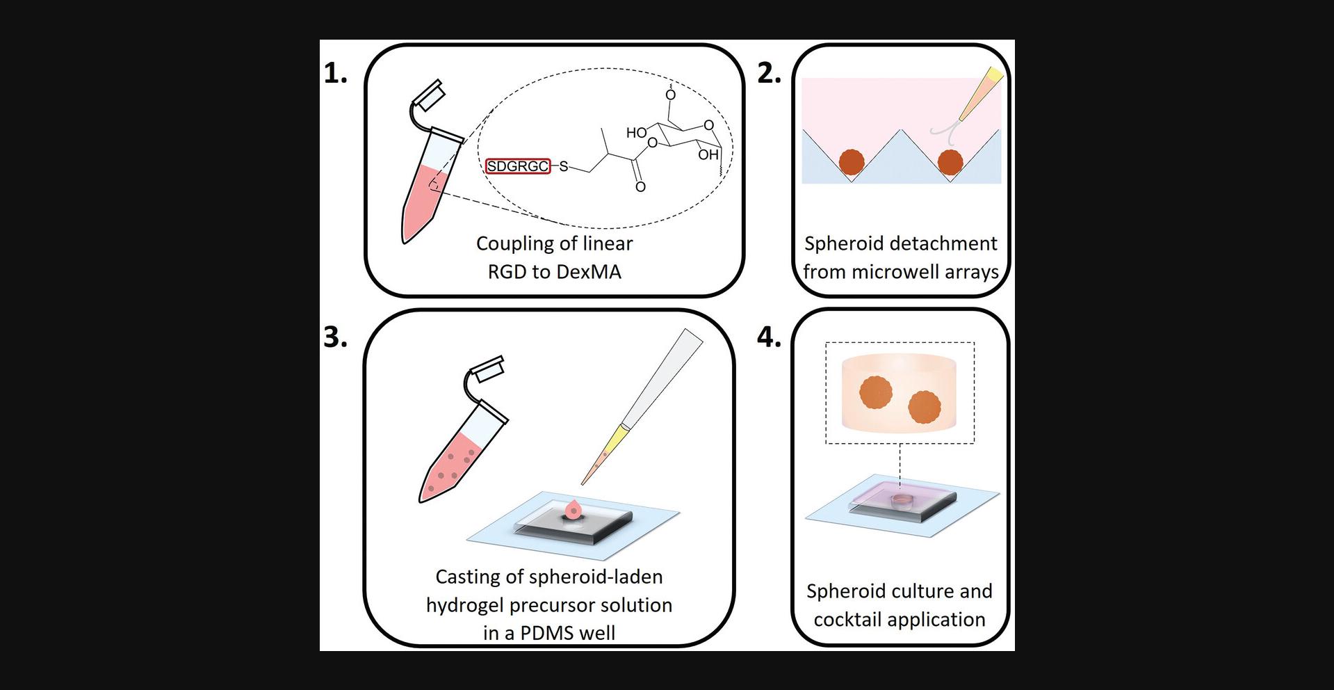 Details are in the caption following the image Process of ECS encapsulation and culture in a DexMA hydrogel. After DexMA functionalization with adhesive ligands (1) and spheroid detachment from microwells (2), hydrogel precursor solution is mixed with spheroids and cast in a glass-coverslip-supported PDMS well (3). Spheroids are then cultured in the presence of a pro-angiogenic cocktail (4), driving endothelial cell sprouting.