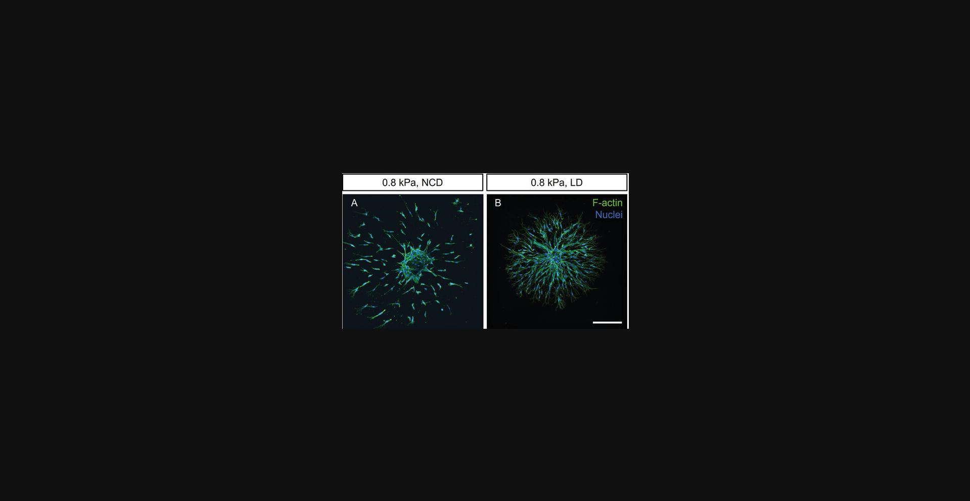Details are in the caption following the image Angiogenic sprouting of ECSs within DexMA hydrogels of different degradability. ECSs were triggered to sprout for 48 hr in DexMA hydrogels (0.8 kPa, 6 mM linear RGD) with (A) NCD crosslinker peptide, and (B) LD crosslinker peptide. Two distinct migratory phenotypes of endothelial cells are shown: (A) single-cell migration in a hydrogel crosslinked with NCD peptide and (B) collective cell migration in a hydrogel containing LD crosslinker. Each panel presents a framed, angled 3D view (xyz), with composite fluorescence images showing F-actin (green) and nuclei (blue). Scale bar, 300 µm.
