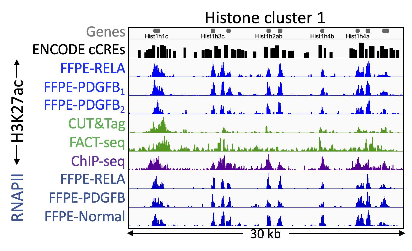 Figure 6. A gene-rich housekeeping gene region was chosen to minimize the effect of cell-type differences between FFPE-CUTAC (A RelA-driven and two replicates of a PDGFB-driven brain tumor) and FACT-seq and CUT&Tag (kidney data from Zhao et al. (2021) Nucleic Acids Res.). A forebrain H3K27ac ChIP-seq sample from the ENCODE project is shown for comparison, using the same number of fragments (10 million) for each sample. Also shown are tracks from FFPE-CUTAC samples using an antibody to RNAPII-Ser2,5p. A track for Candidate cis-Regulatory Elements (cCREs) from the ENCODE project is shown above the data tracks, which are autoscaled for clarity. Figure 6. A gene-rich housekeeping gene region was chosen to minimize the effect of cell-type differences between FFPE-CUTAC (A RelA-driven and two replicates of a PDGFB-driven brain tumor) and FACT-seq and CUT&Tag (kidney data from Zhao et al. (2021) Nucleic Acids Res.). A forebrain H3K27ac ChIP-seq sample from the ENCODE project is shown for comparison, using the same number of fragments (10 million) for each sample. Also shown are tracks from FFPE-CUTAC samples using an antibody to RNAPII-Ser2,5p. A track for Candidate cis-Regulatory Elements (cCREs) from the ENCODE project is shown above the data tracks, which are autoscaled for clarity.