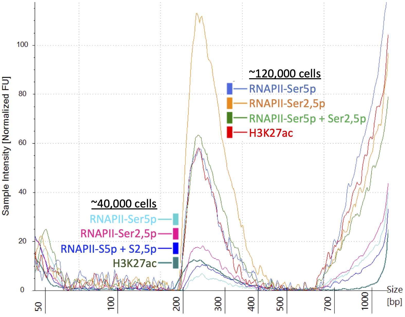 Figure 5. Tapestation profiles for FFPE CUTAC samples pre-incubated 85 oC 12 hr using four different antibodies on samples. Each sample was divided 3/4-1/4 in the TAPS-wash before fragment release. Antibodies (1:25): RNAPII-Ser5p Cell Signaling Technology #13523, RNAPII-Ser2,5 Cell Signaling Technology #13546, H3K27ac: Abcam #4729. A 10 µm section of a mouse brain tumor FFPE was deparaffinized using Option 1 (xylene). Note that both the CUTAC peaks the high-molecular weight smears scale with the amount of sample. Use a 175-500 bp range for estimating molar concentration. There is no need to remove the high molecular weight smear, which is not tagmented and does not interfere with the flow cell run. Figure 5. Tapestation profiles for FFPE CUTAC samples pre-incubated 85 oC 12 hr using four different antibodies on samples. Each sample was divided 3/4-1/4 in the TAPS-wash before fragment release. Antibodies (1:25): RNAPII-Ser5p Cell Signaling Technology #13523, RNAPII-Ser2,5 Cell Signaling Technology #13546, H3K27ac: Abcam #4729. A 10 µm section of a mouse brain tumor FFPE was deparaffinized using Option 1 (xylene). Note that both the CUTAC peaks the high-molecular weight smears scale with the amount of sample. Use a 175-500 bp range for estimating molar concentration. There is no need to remove the high molecular weight smear, which is not tagmented and does not interfere with the flow cell run.