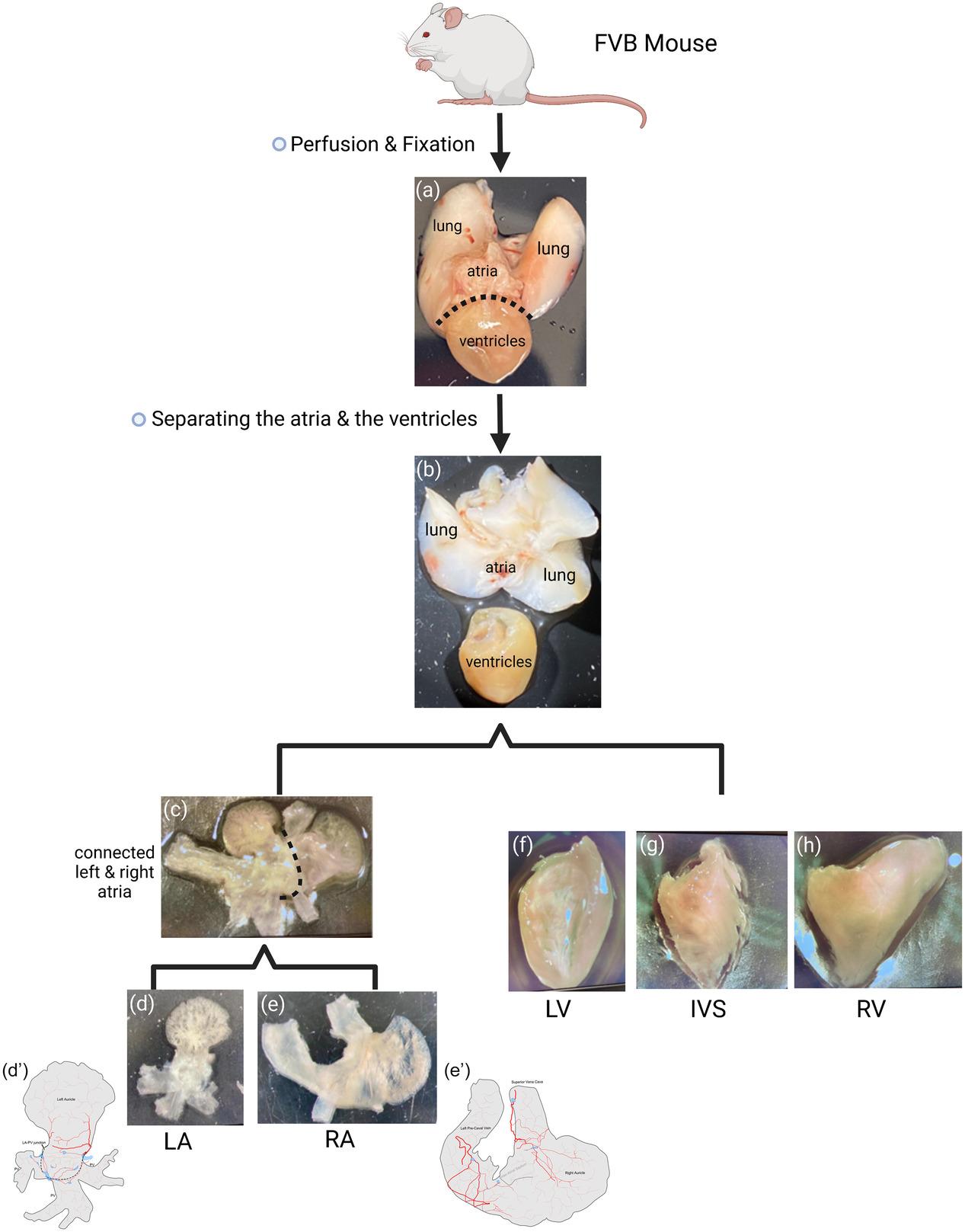 Fig.1 Preparation of flat-mounts of a mouse heart. (A) A heart with attached lungs, trachea, and esophagus was collected after perfusion. (B) The heart was separated from other structures and followed by the separation of the atria and ventricles. (C) The brown adipose tissue and aortic arch were removed to expose the connected right atrium (RA) and left atrium (LA). The LA (D) along with the pulmonary veins (PV) was separated from the RA (E) with the superior vena cava (SVC), left precaval vein (LPCV), and inferior vena cava (IVC). The left ventricle (LV) (F) and right ventricle (RV) (H) were separated by cutting along the interventricular septum (IVS) (G). https://doi.org/10.1002/cne.25444 Fig.1 Preparation of flat-mounts of a mouse heart. (A) A heart with attached lungs, trachea, and esophagus was collected after perfusion. (B) The heart was separated from other structures and followed by the separation of the atria and ventricles. (C) The brown adipose tissue and aortic arch were removed to expose the connected right atrium (RA) and left atrium (LA). The LA (D) along with the pulmonary veins (PV) was separated from the RA (E) with the superior vena cava (SVC), left precaval vein (LPCV), and inferior vena cava (IVC). The left ventricle (LV) (F) and right ventricle (RV) (H) were separated by cutting along the interventricular septum (IVS) (G). https://doi.org/10.1002/cne.25444
