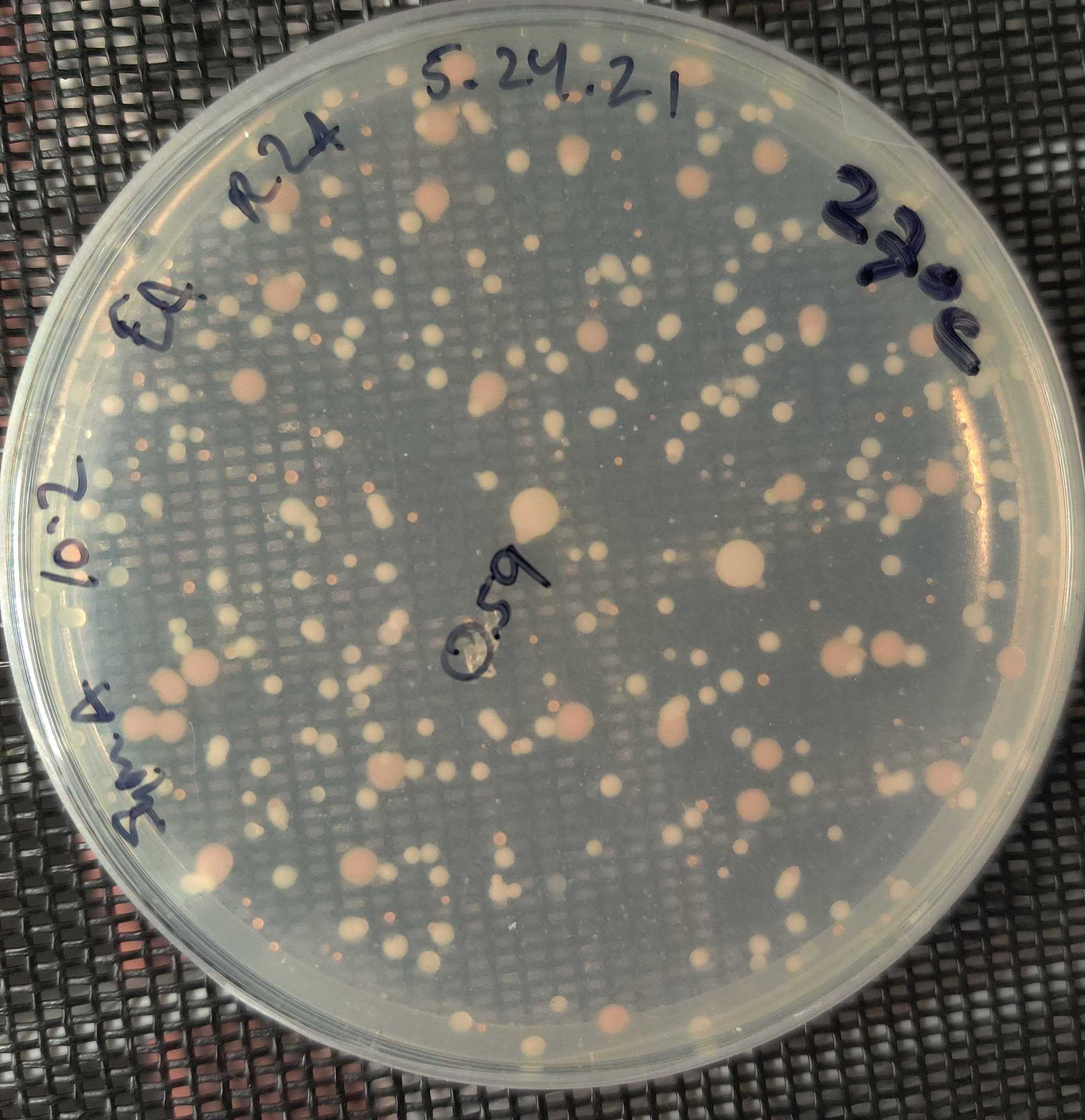 Various bacterial colony morphologies and colors appear on this 1:100 Symbiodinium-slurry diluted R2A plate, resembling the popular and beloved ice cream snack, Dippin' Dots. Various bacterial colony morphologies and colors appear on this 1:100 Symbiodinium-slurry diluted R2A plate, resembling the popular and beloved ice cream snack, Dippin' Dots.