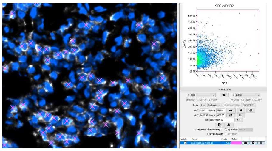 Manual gating of CD3+ population by setting marker intensity threshold to include or exclude population with desired expression Manual gating of CD3+ population by setting marker intensity threshold to include or exclude population with desired expression