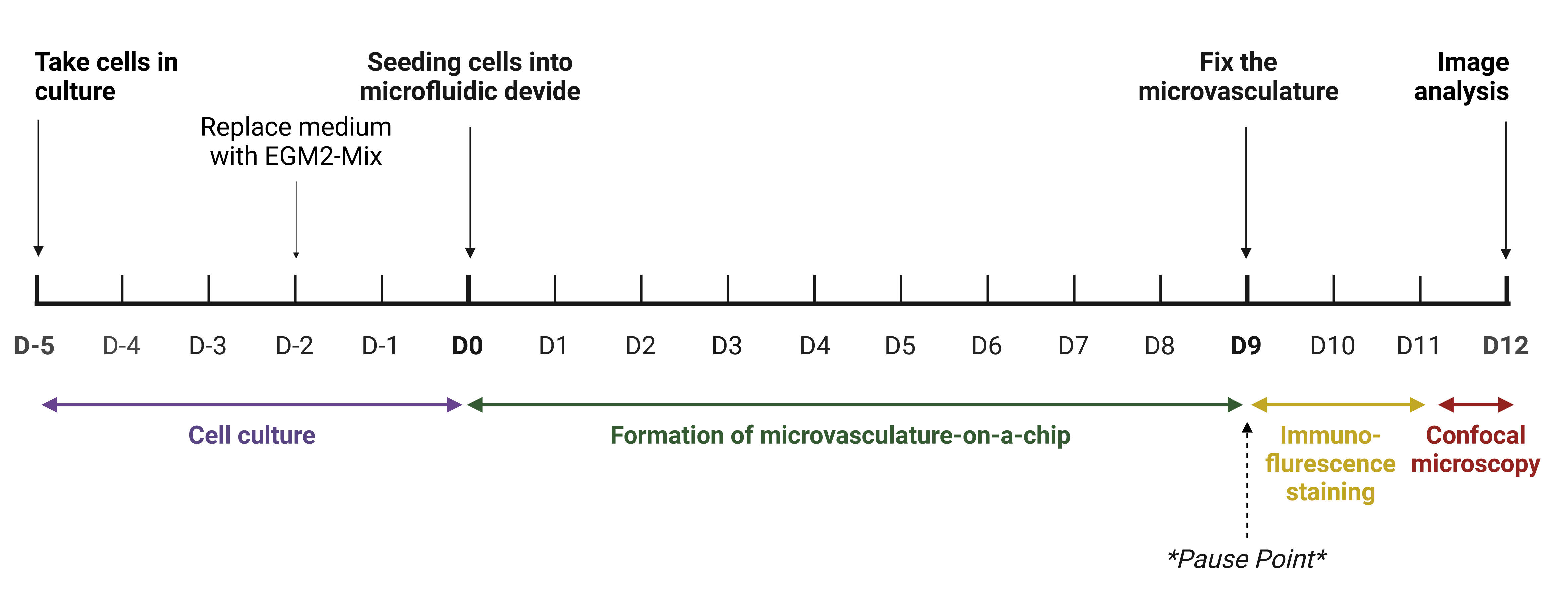 This protocols describes all steps of the microvasculature-on-a-chip model, including cell culture, cell seeding into the microfluidic device, culture of cells in the device, fixation and immunofluorescence staining for subsequent image acquisition by confocal microscopy. Importantly, this protocol is completely xeno-free. Created with BioRender.com This protocols describes all steps of the microvasculature-on-a-chip model, including cell culture, cell seeding into the microfluidic device, culture of cells in the device, fixation and immunofluorescence staining for subsequent image acquisition by confocal microscopy. Importantly, this protocol is completely xeno-free. Created with BioRender.com