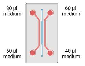 Loading scheme for cell culture medium (80µl/60µl & 60µl/40µl). Created with BioRender.com Loading scheme for cell culture medium (80µl/60µl & 60µl/40µl). Created with BioRender.com