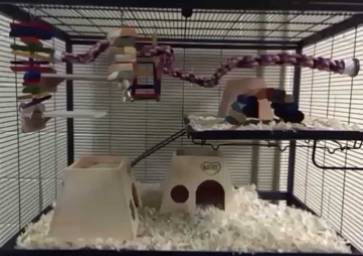 The top half of the cage provides ladders, platforms, ropes, and wooden shelters where the rats are able to hide, climb, and gnaw on. The top half of the cage provides ladders, platforms, ropes, and wooden shelters where the rats are able to hide, climb, and gnaw on.