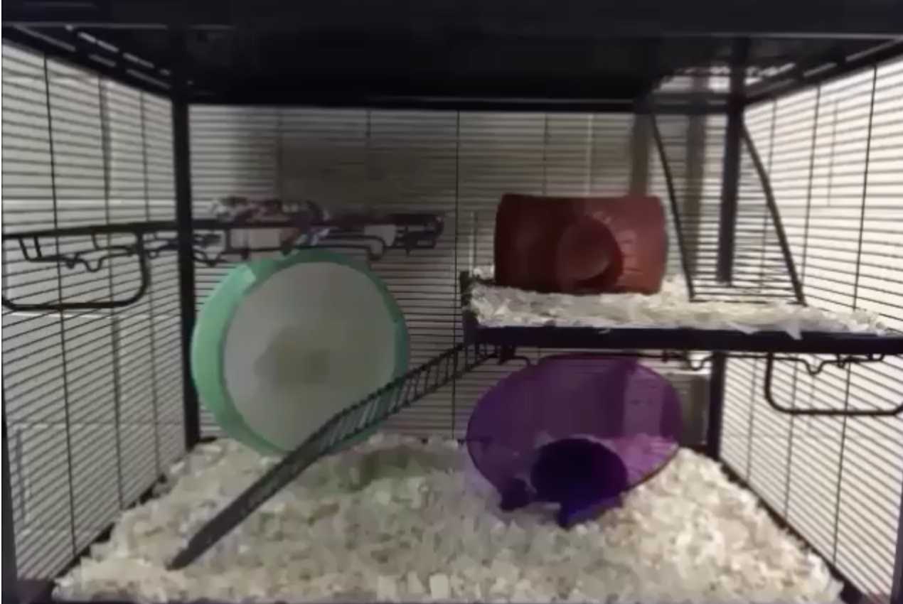 The bottom half of the cage also has ladders, platforms, shelters as well as running wheels for exercise. The bottom half of the cage also has ladders, platforms, shelters as well as running wheels for exercise.