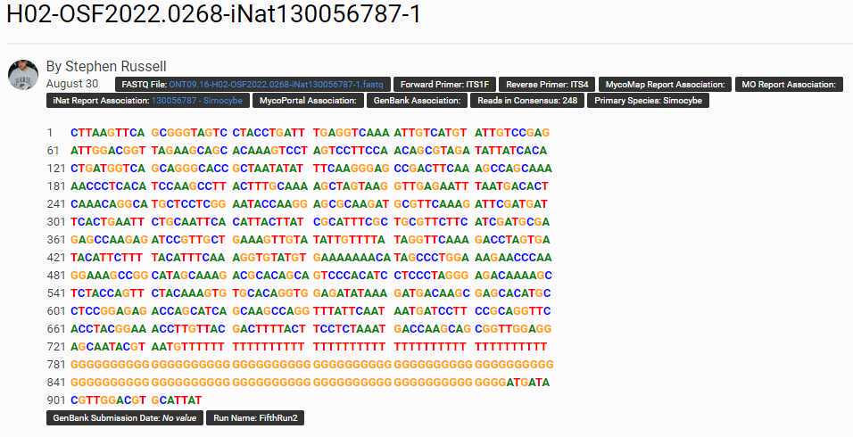 A long G-tain (the reverse-complement of an A-tail) is still attached to this sequence. There is also a short adapter sequence that remains. This sequence should be manually trimmed if there are no other target sequences, or moved into the ONT Trash if there are other associated sequence records of the target without the adapter. A long G-tain (the reverse-complement of an A-tail) is still attached to this sequence. There is also a short adapter sequence that remains. This sequence should be manually trimmed if there are no other target sequences, or moved into the ONT Trash if there are other associated sequence records of the target without the adapter.