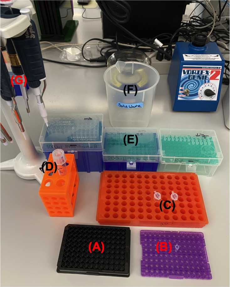 Figure 1: Workspace for BLI plate set up. (A) Black Greiner Bio 96-well microplate, flat bottom. (B) Biotinylated-WT_SbtR DNA generated by PCR as described in Steps 1-4. (C) DNA and protein dilutions in BLI-100 buffer. (D) BLI-100 buffer. (E) Micropipette tips. (F) Waste container. (G) Micropipettes. Figure 1: Workspace for BLI plate set up. (A) Black Greiner Bio 96-well microplate, flat bottom. (B) Biotinylated-WT_SbtR DNA generated by PCR as described in Steps 1-4. (C) DNA and protein dilutions in BLI-100 buffer. (D) BLI-100 buffer. (E) Micropipette tips. (F) Waste container. (G) Micropipettes.
