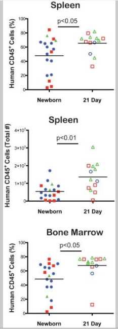 Figure 2. Human cell chimerism levels in spleen and bone marrow of NSG mice engrafted with human HSCNewborn and 21-day old NSG mice were irradiated and injected IV via intracardiac route (newborn) or the tail vein (21-day old) with T cell depleted UCB containing CD34+cells. 18 weeks after HSC injection, the percentages and number of human CD45+ cells in the spleen and percentages in the bone marrow were determined by flow cytometry. Each shape represents an individual animal, and points of the same color and shape are from independent experiments (N=3). Figure 2. Human cell chimerism levels in spleen and bone marrow of NSG mice engrafted with human HSCNewborn and 21-day old NSG mice were irradiated and injected IV via intracardiac route (newborn) or the tail vein (21-day old) with T cell depleted UCB containing CD34+cells. 18 weeks after HSC injection, the percentages and number of human CD45+ cells in the spleen and percentages in the bone marrow were determined by flow cytometry. Each shape represents an individual animal, and points of the same color and shape are from independent experiments (N=3).