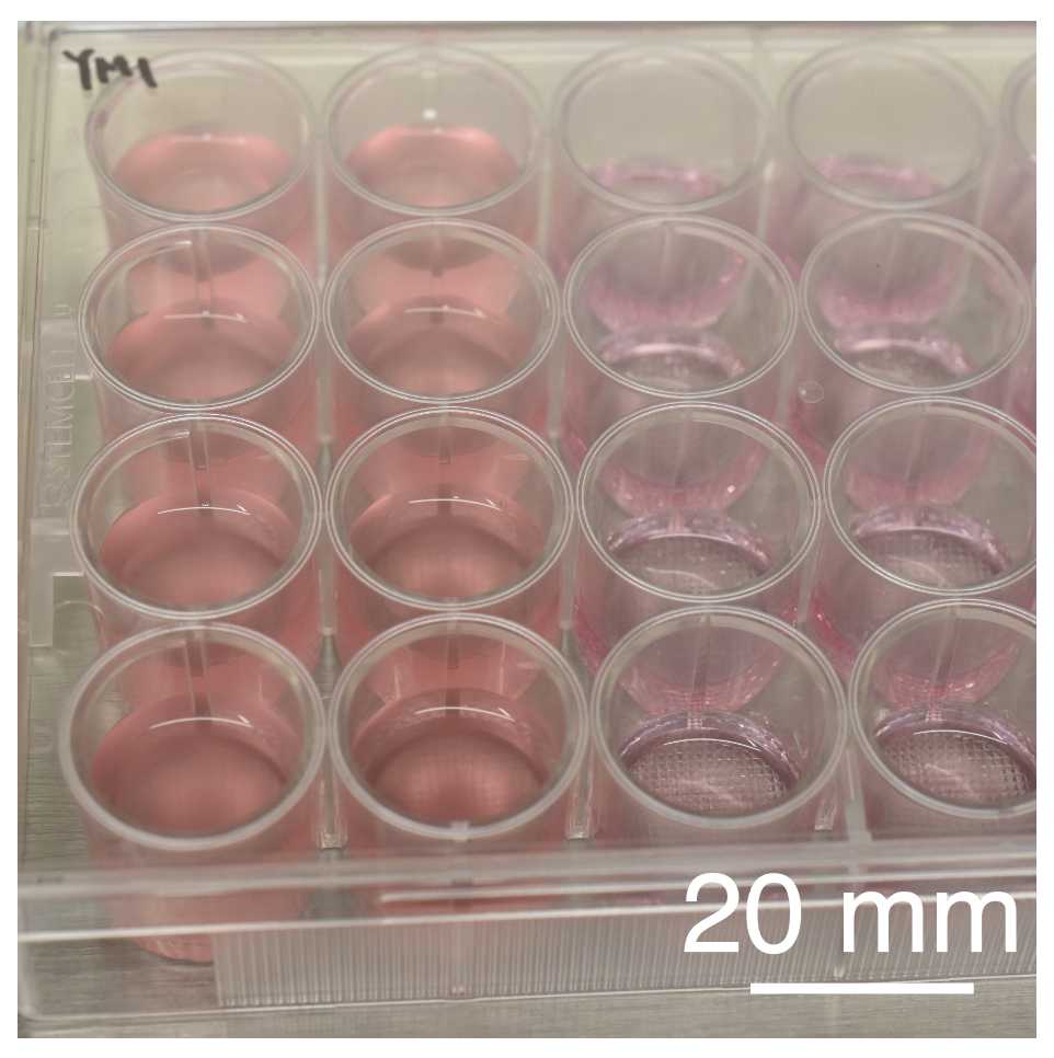 Image of detached cells in an Aggrewell plate during the aggregation process. Image of detached cells in an Aggrewell plate during the aggregation process.