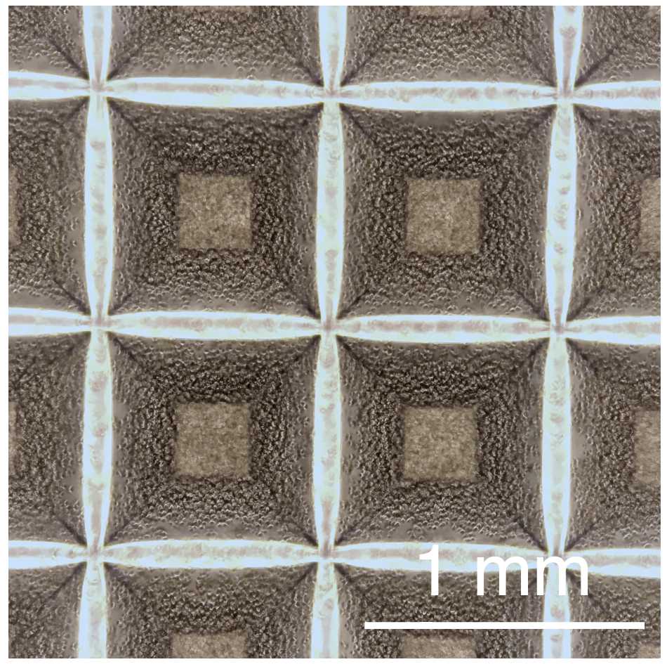 hiPS cells in the Aggrewell plate after centrifugation. hiPS cells in the Aggrewell plate after centrifugation.