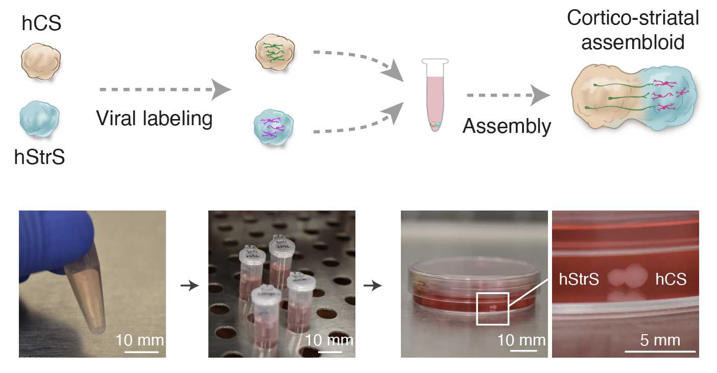 Scheme illustrating viral labeling and assembly of an hCS and an hStrS, and images showing the process of assembly. Scheme illustrating viral labeling and assembly of an hCS and an hStrS, and images showing the process of assembly.