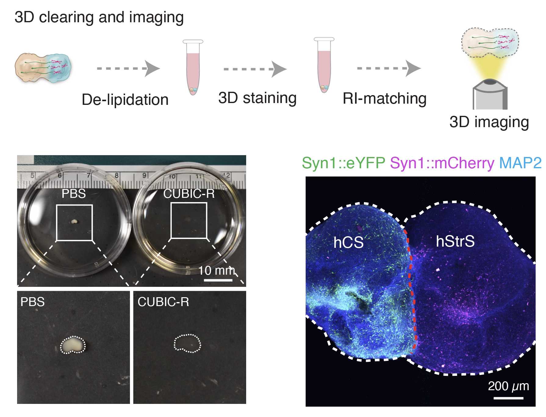 Scheme illustrating 3D clearing and imaging, and images of cleared assembloids and 3D stained cortico-striatal assembloids (eYFP: green; mCherry: magenta; MAP2: blue). RI, refractive index. Scheme illustrating 3D clearing and imaging, and images of cleared assembloids and 3D stained cortico-striatal assembloids (eYFP: green; mCherry: magenta; MAP2: blue). RI, refractive index.
