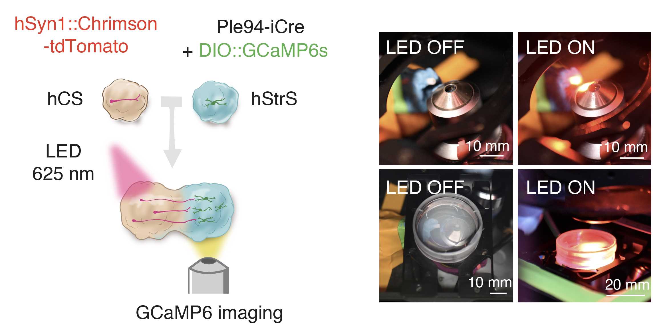 Scheme illustrating viral labeling and assembly for optogenetics coupled with calcium imaging, representative images of imaging setup during optogenetic stimulation using a 625-nm LED. Scheme illustrating viral labeling and assembly for optogenetics coupled with calcium imaging, representative images of imaging setup during optogenetic stimulation using a 625-nm LED.