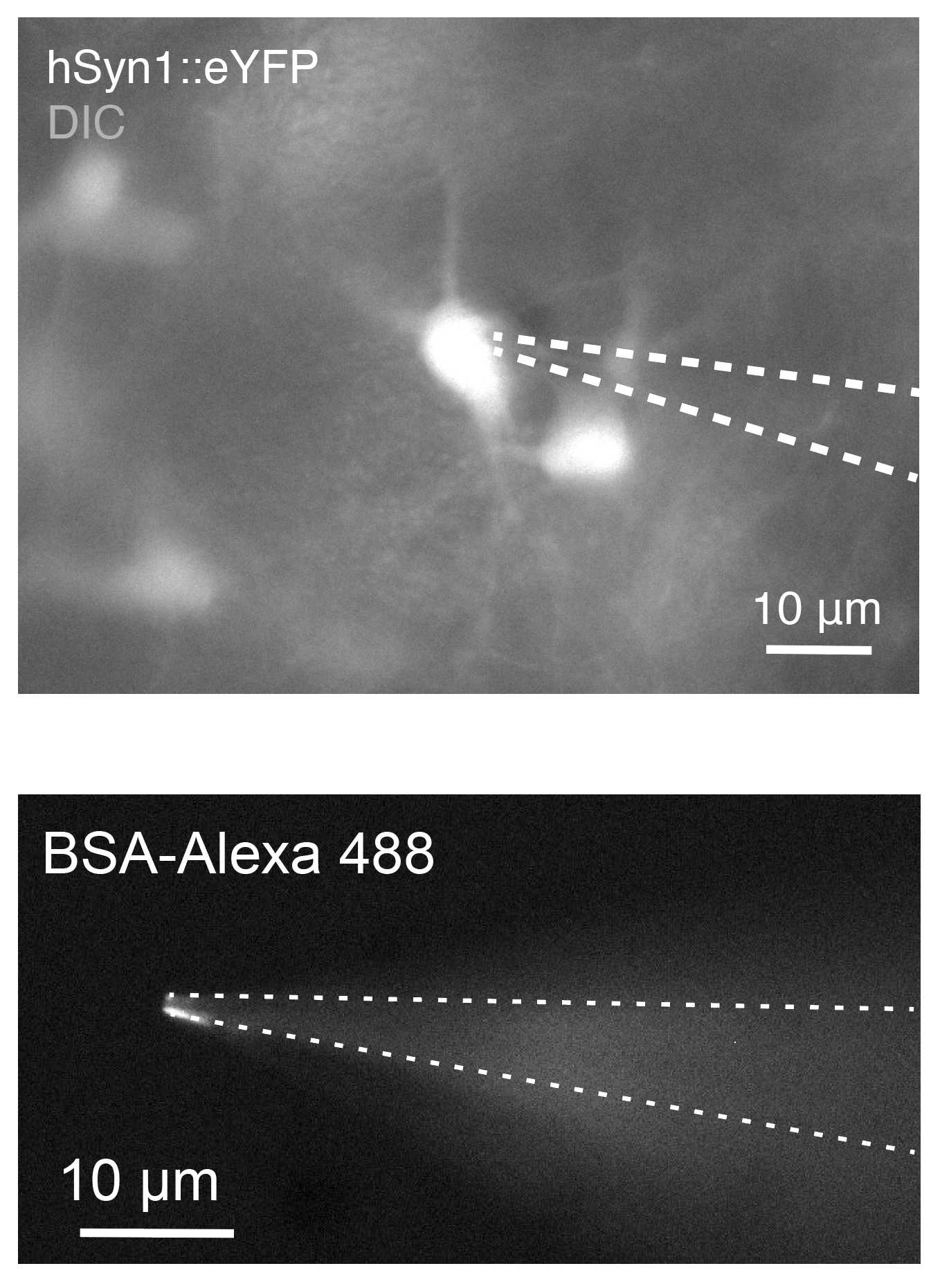 Representative image of patching from hSyn::eYFP+neurons with a non-fluorescently labeled pipette, and image showing afluorophore-coated patch pipette. Representative image of patching from hSyn::eYFP+neurons with a non-fluorescently labeled pipette, and image showing afluorophore-coated patch pipette.
