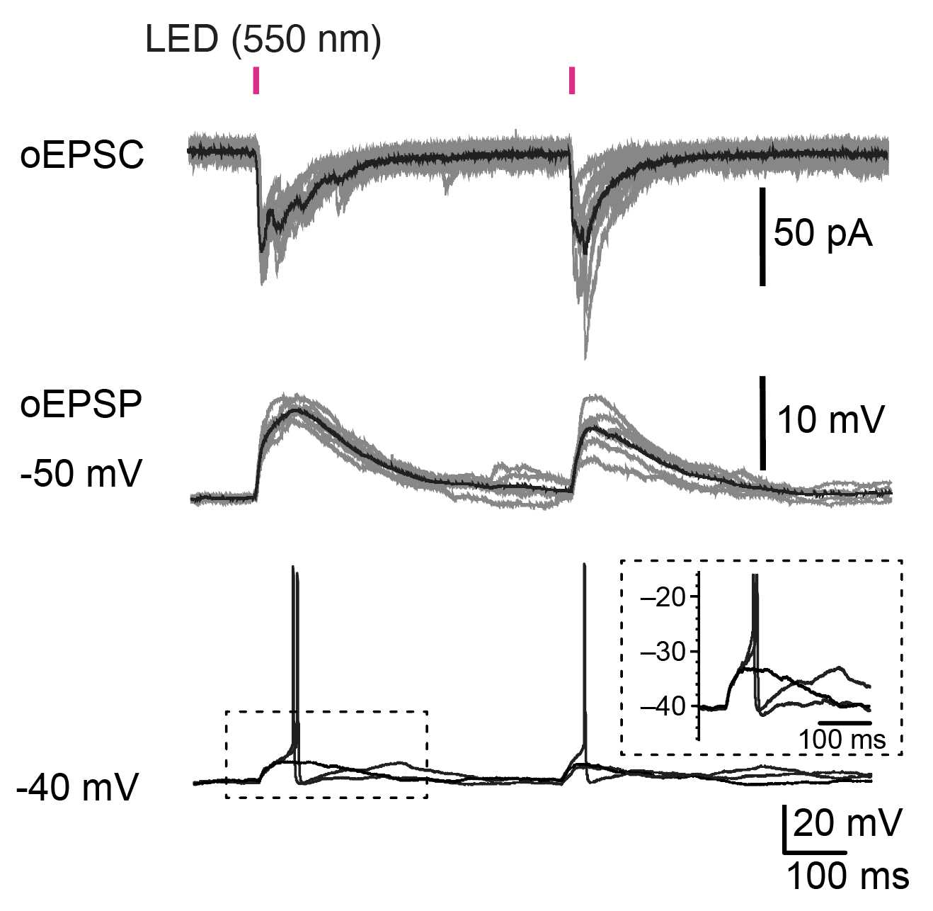 Representative traces of oEPSC, oEPSP and spikes from striatal neurons in cortico-striatal assembloids. oEPSC, optically evoked excitatory postsynaptic current; oEPSP, optically evoked excitatory postsynaptic potential. Representative traces of oEPSC, oEPSP and spikes from striatal neurons in cortico-striatal assembloids. oEPSC, optically evoked excitatory postsynaptic current; oEPSP, optically evoked excitatory postsynaptic potential.