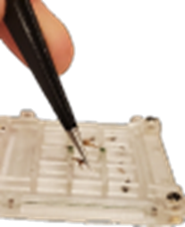 Figure 1: Placement of samples in the tray for identification. Figure 1: Placement of samples in the tray for identification.
